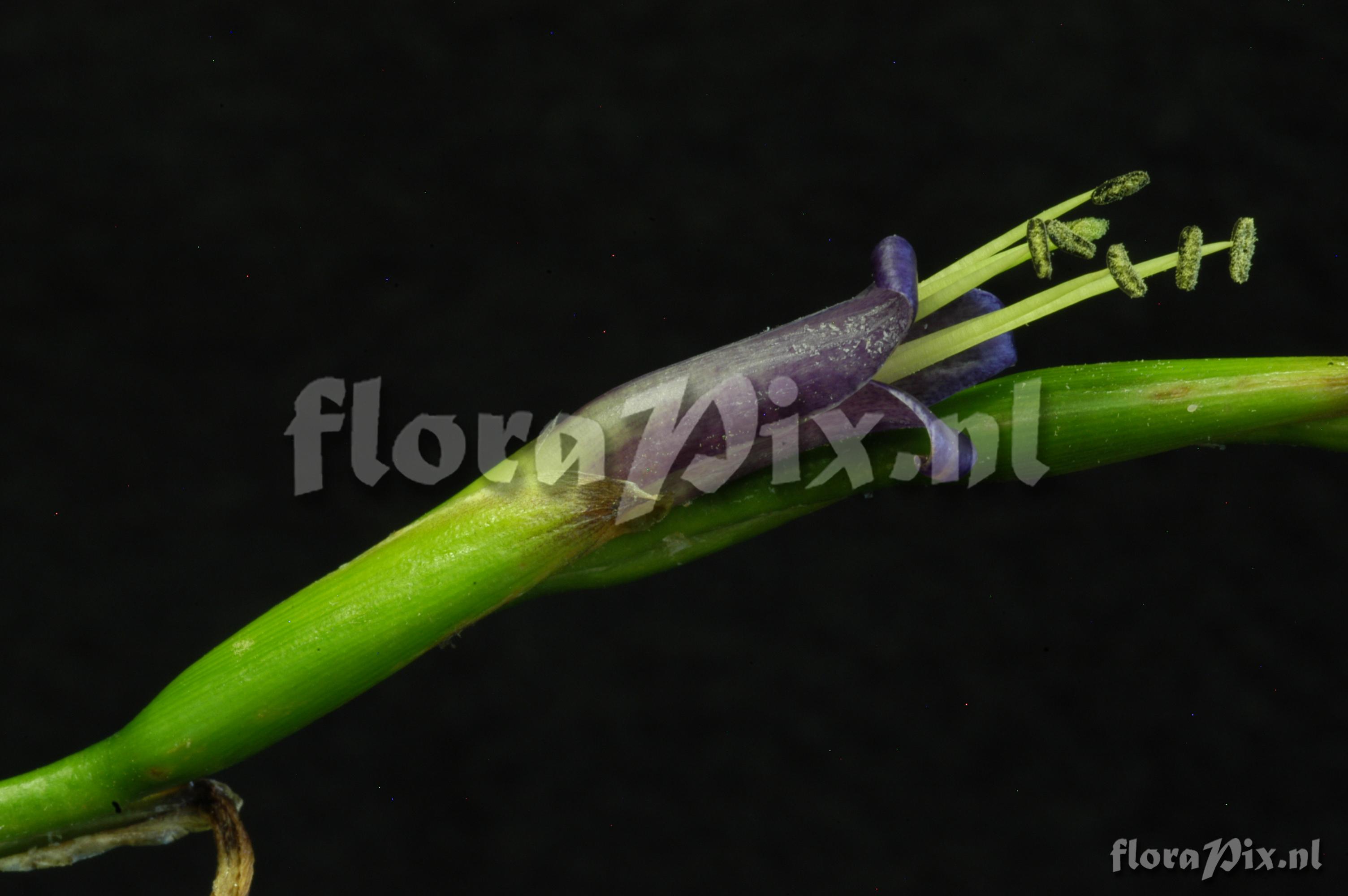 Tillandsia propagulifera