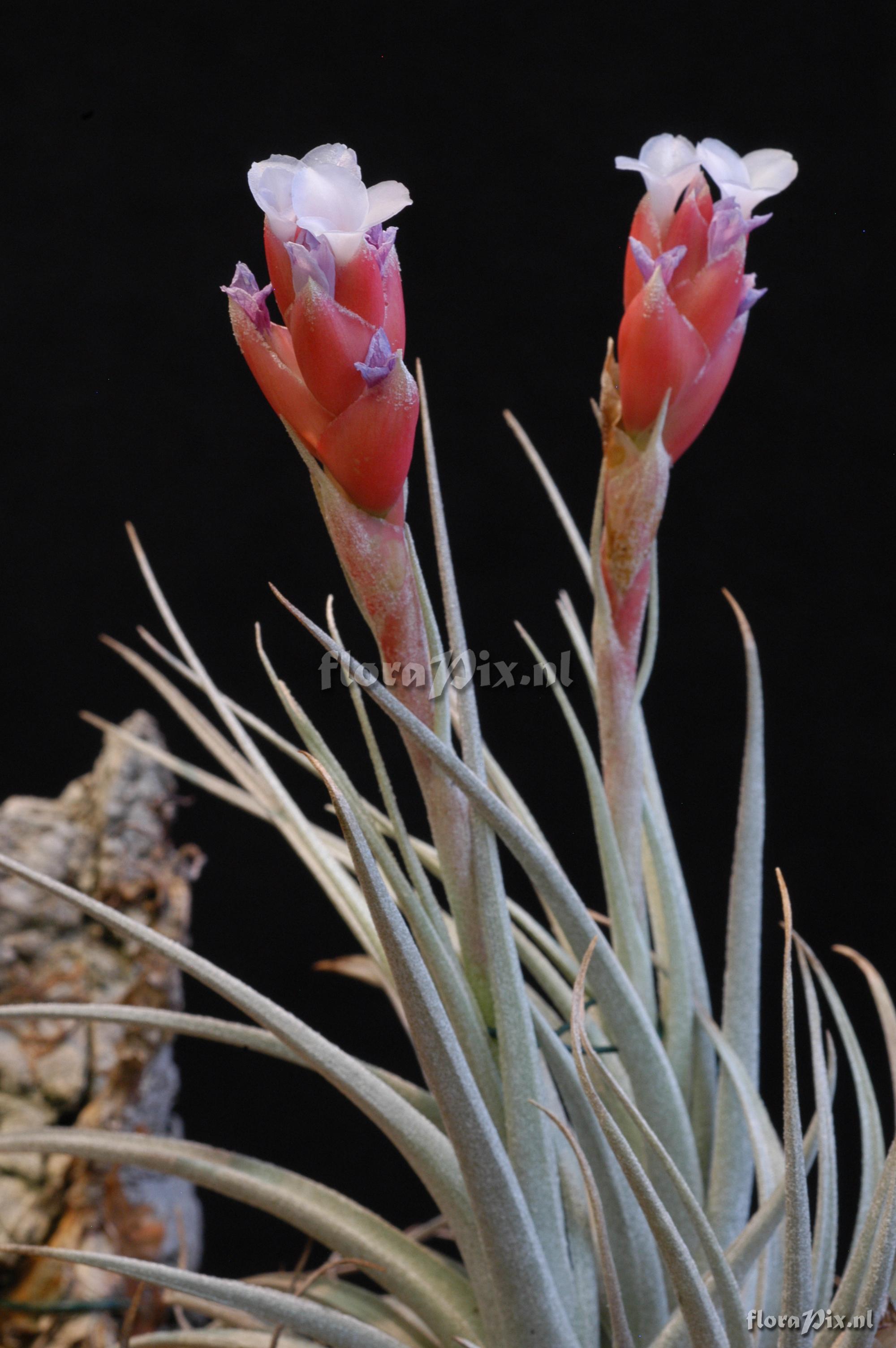 Tillandsia recurvifolia aff. var. subsecundifolia