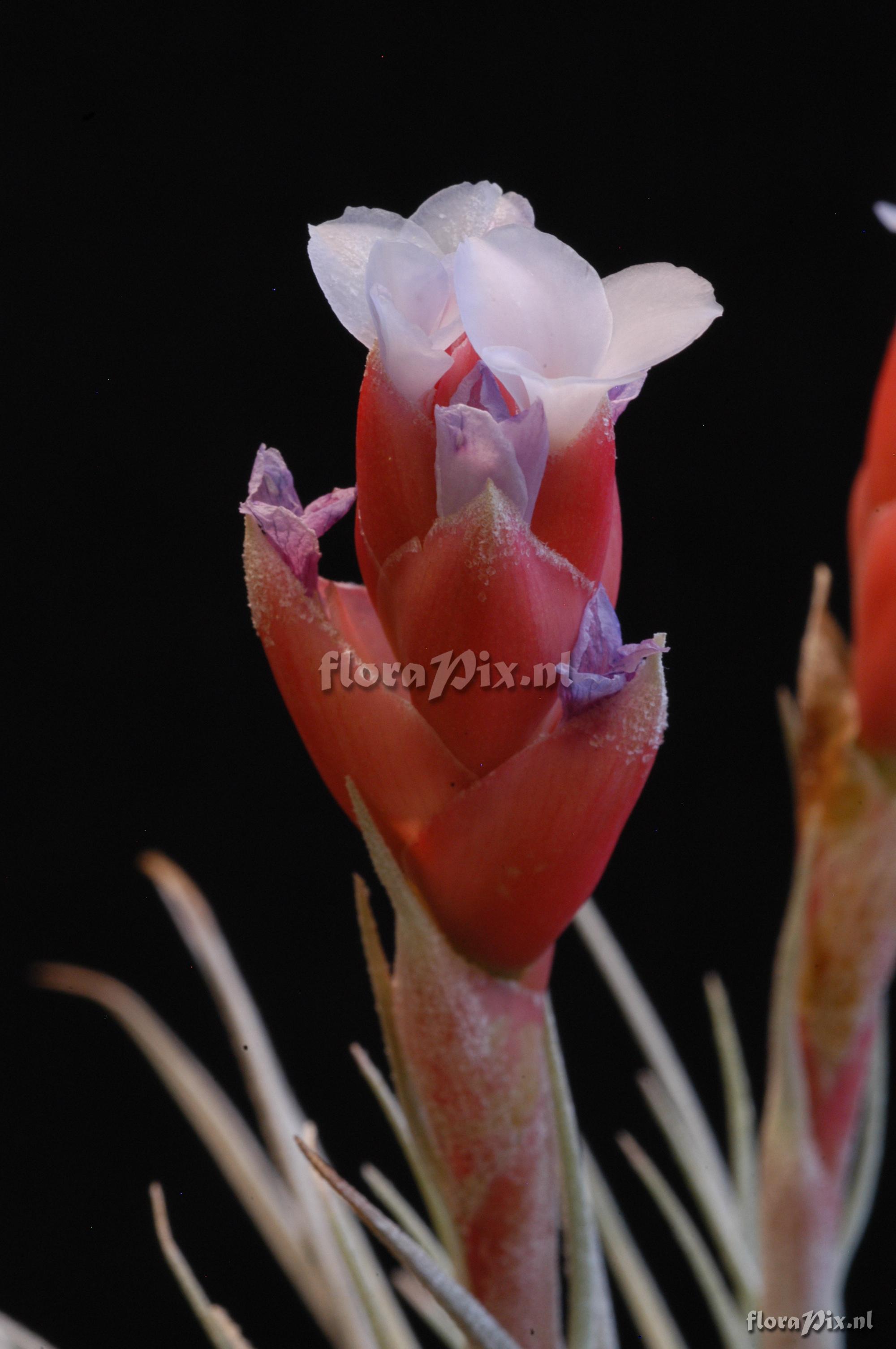 Tillandsia recurvifolia aff. var. subsecundifolia