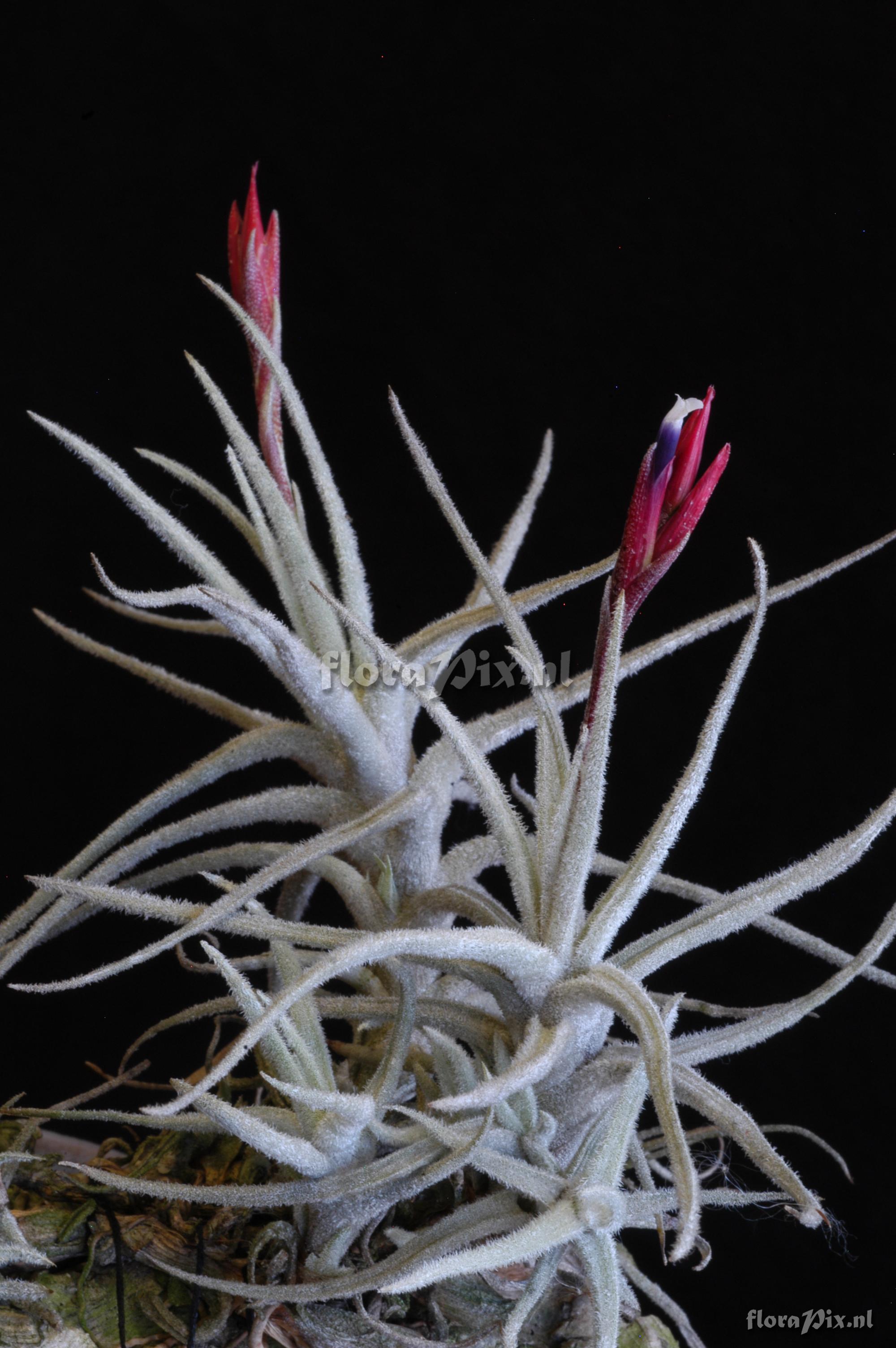 Tillandsia reducta