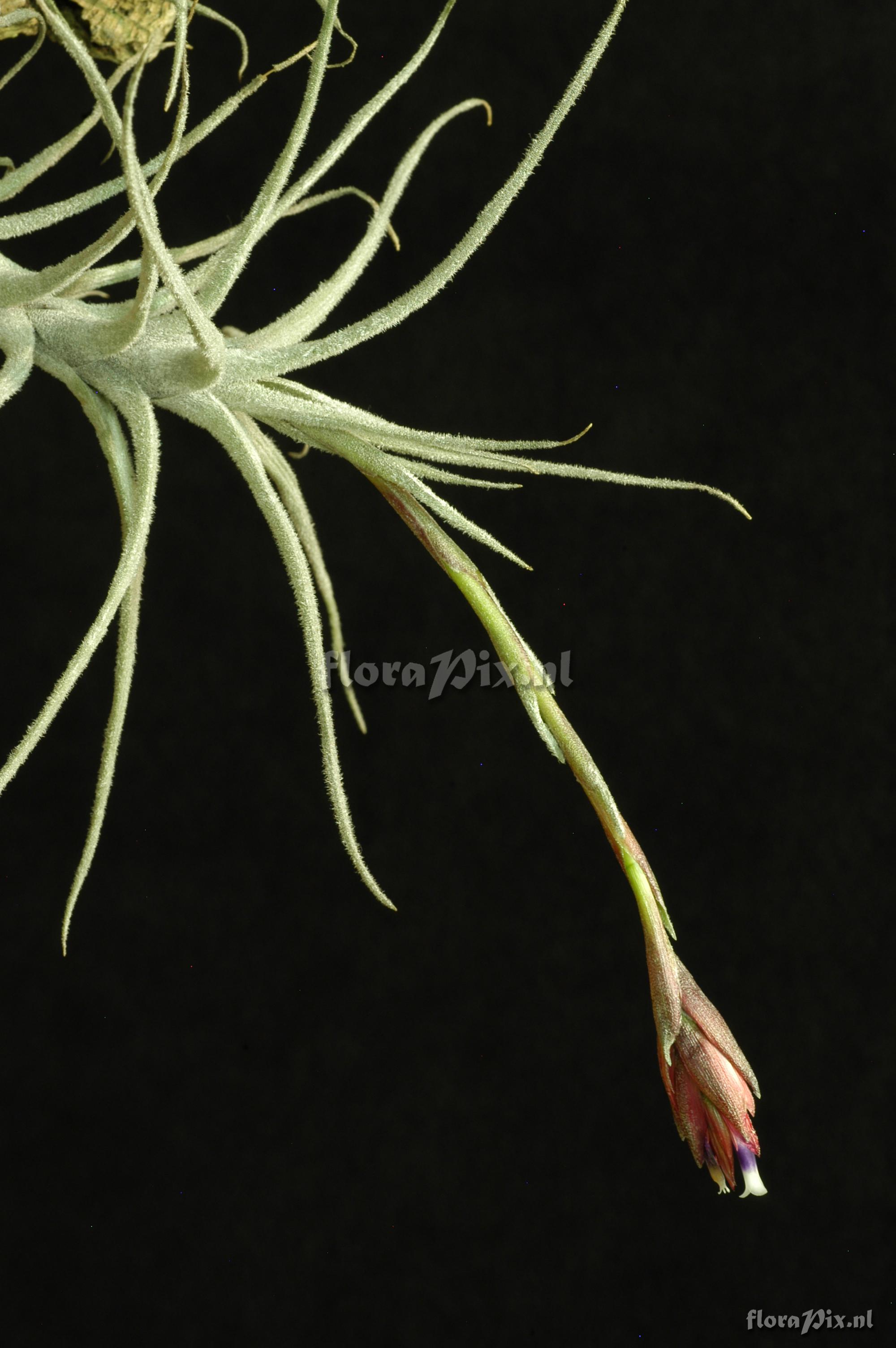 Tillandsia reducta