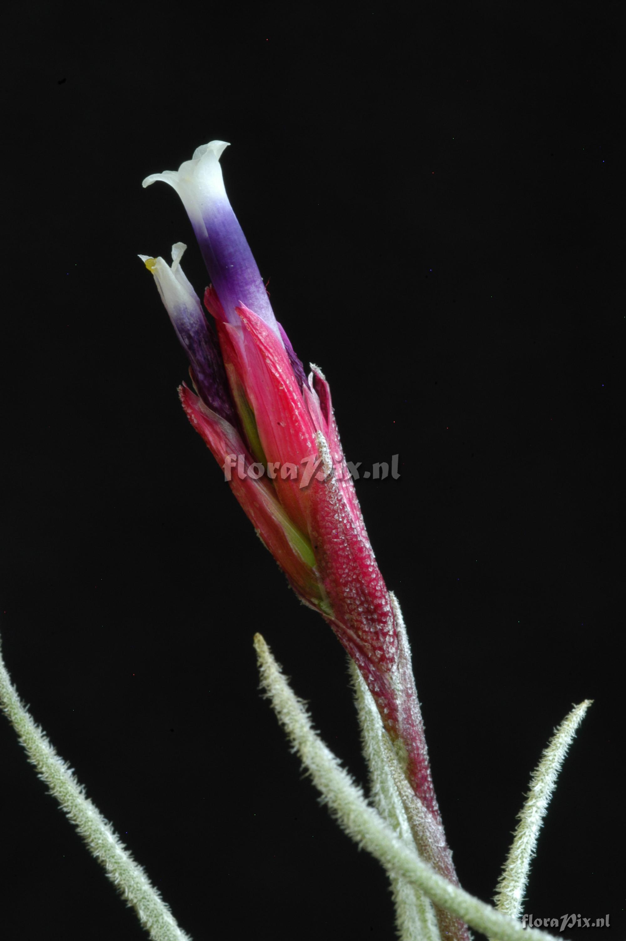 Tillandsia reducta