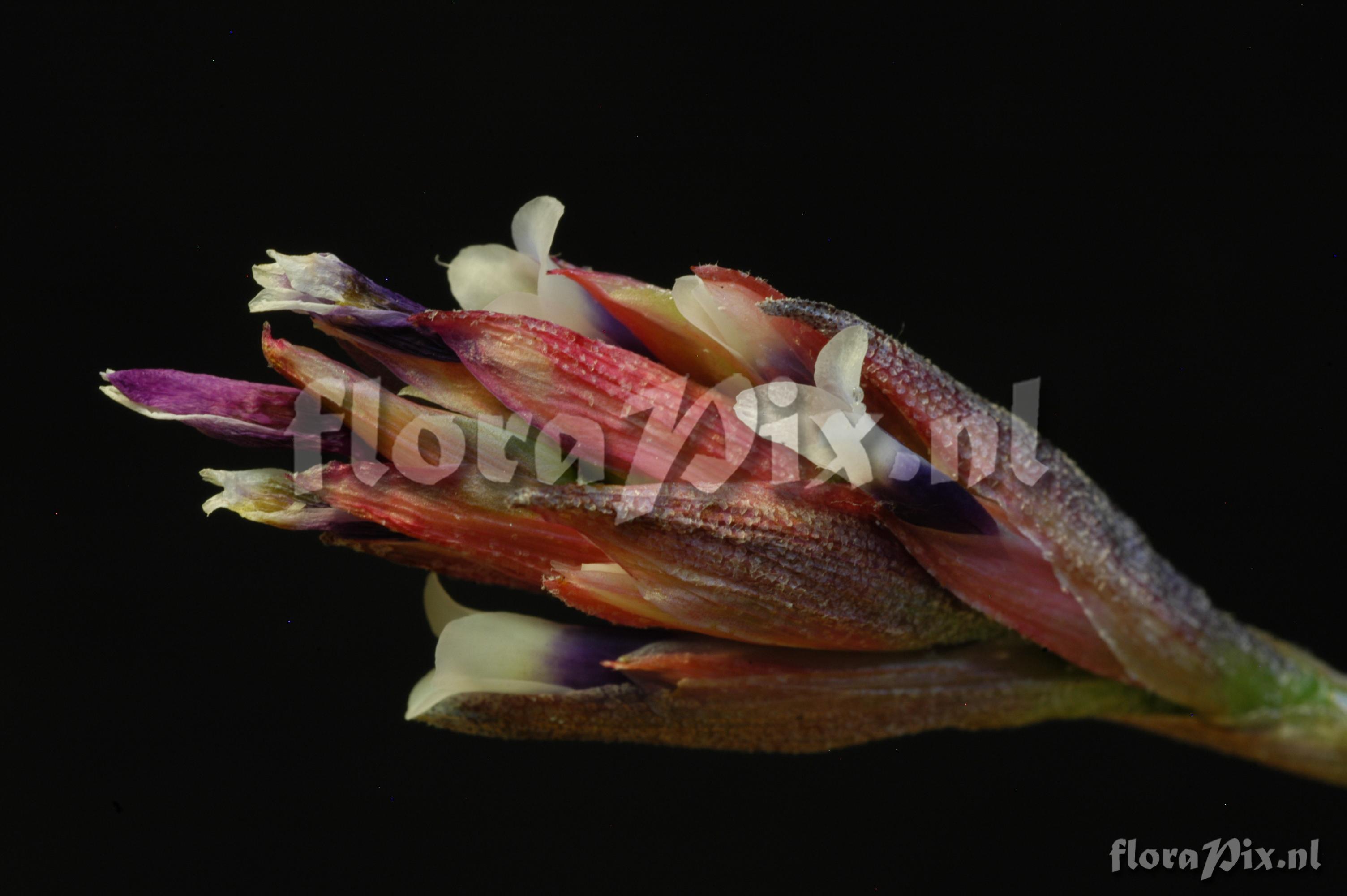 Tillandsia reducta