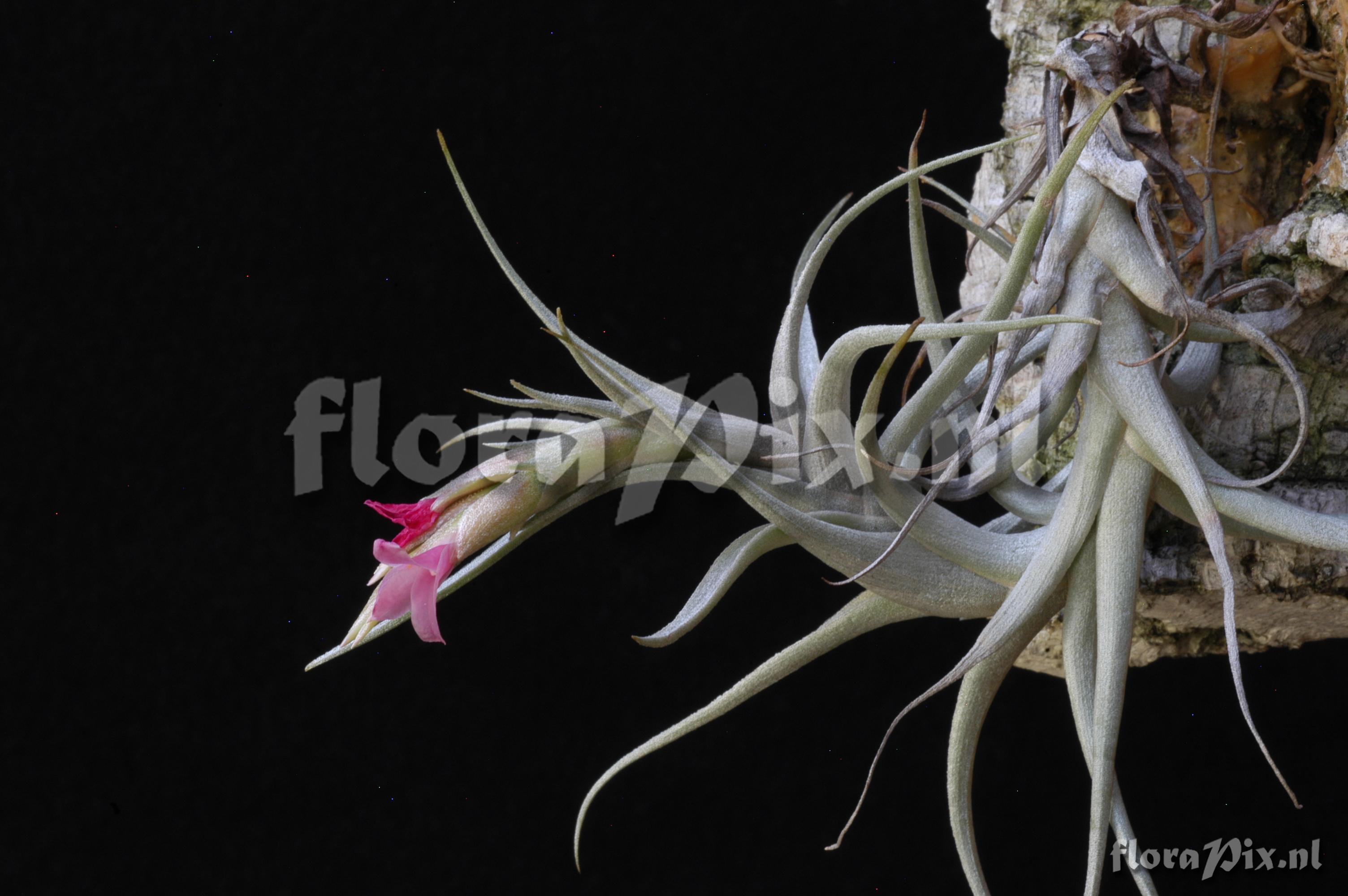 Tillandsia rubia