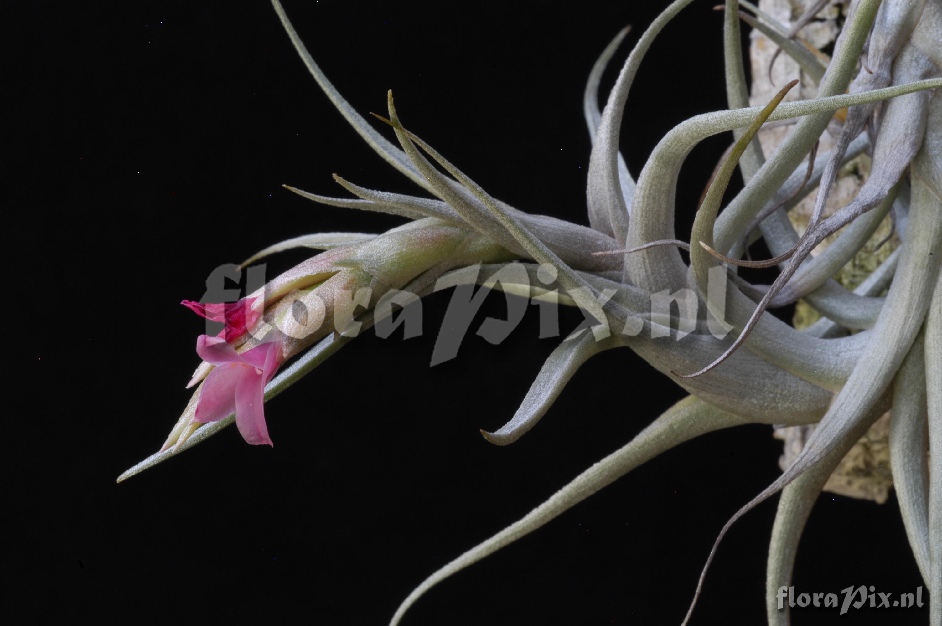 Tillandsia rubia