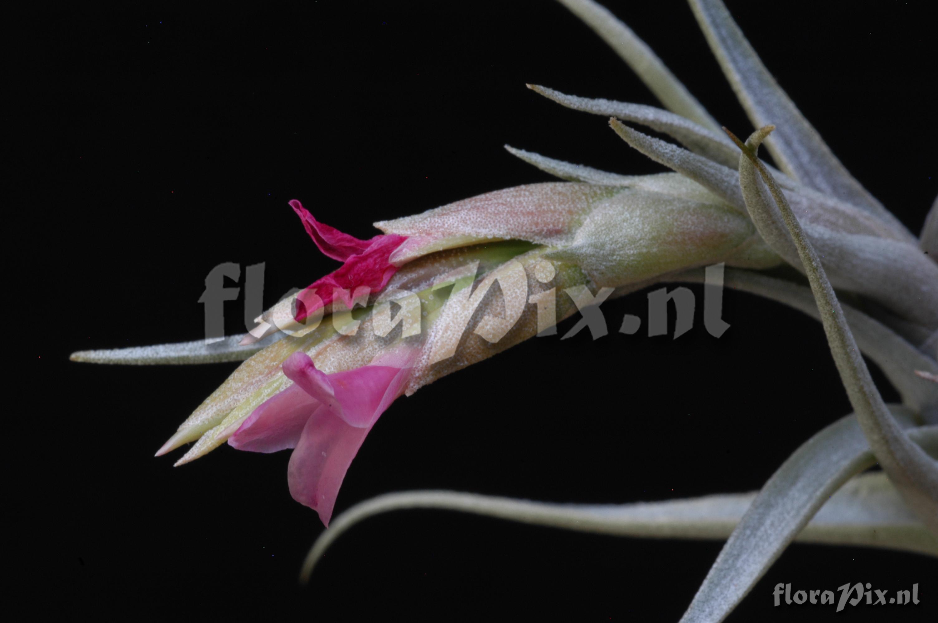 Tillandsia rubia