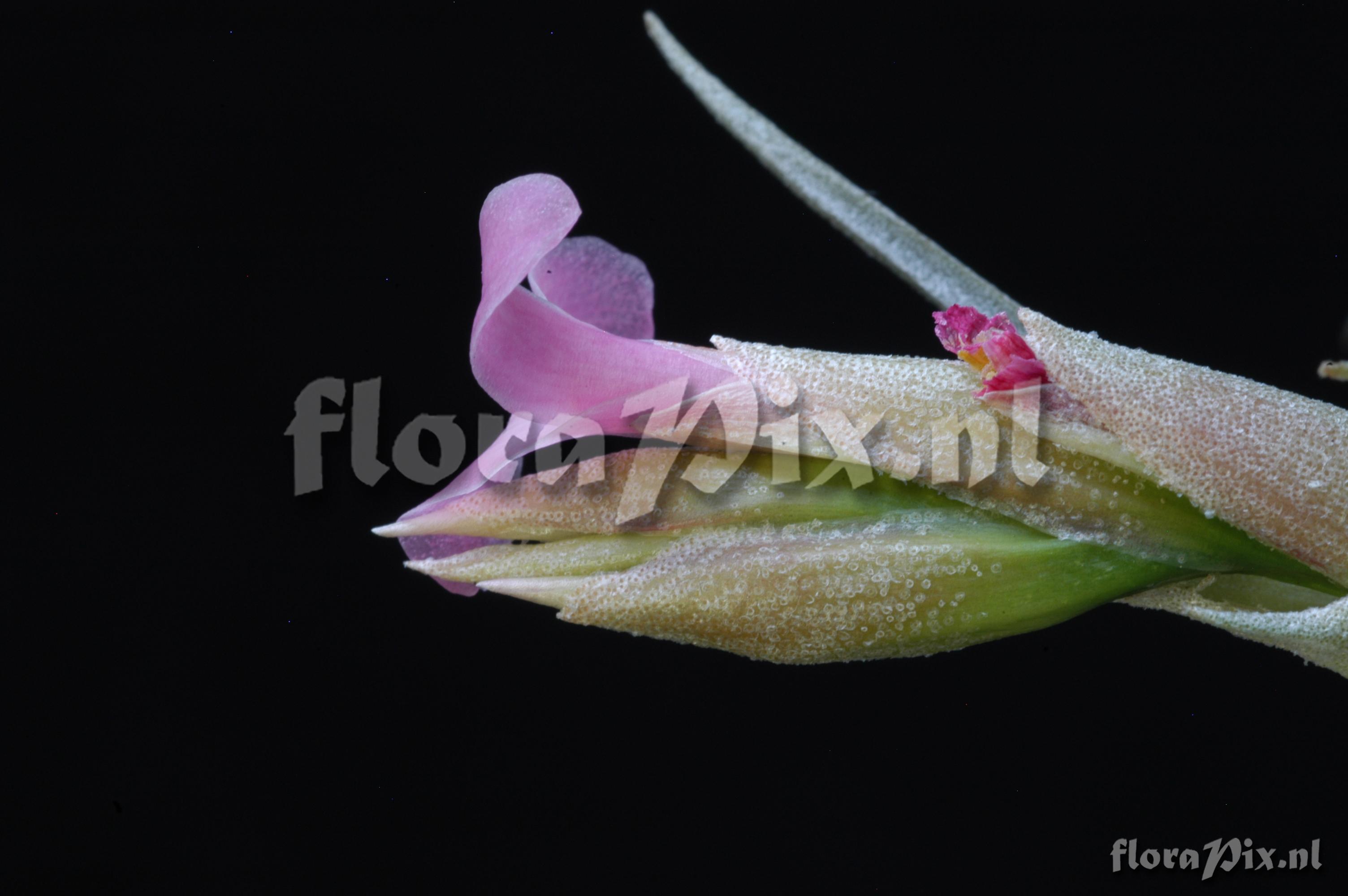 Tillandsia diaguitensis 2001GR01054