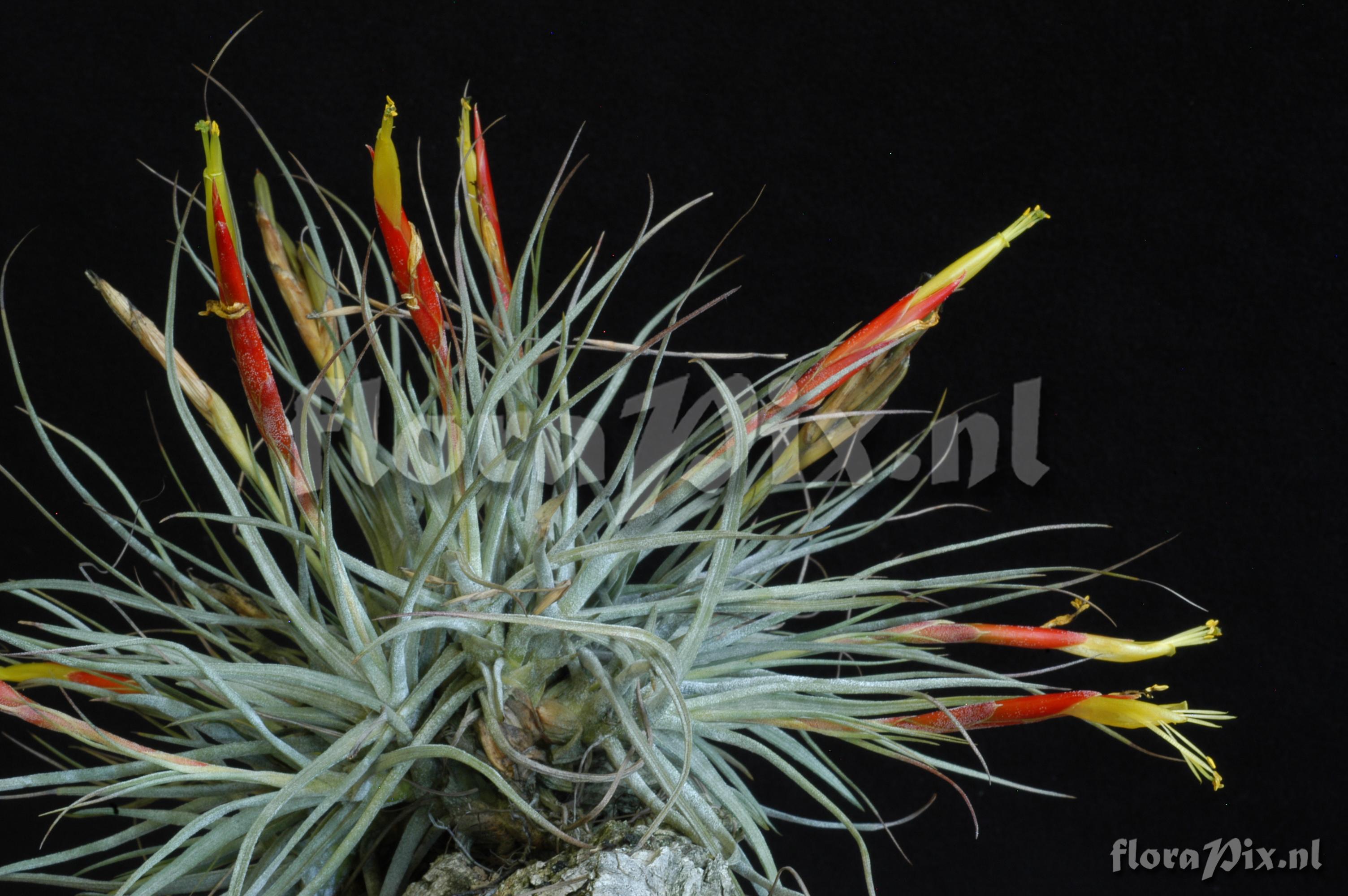 Tillandsia schiedeana