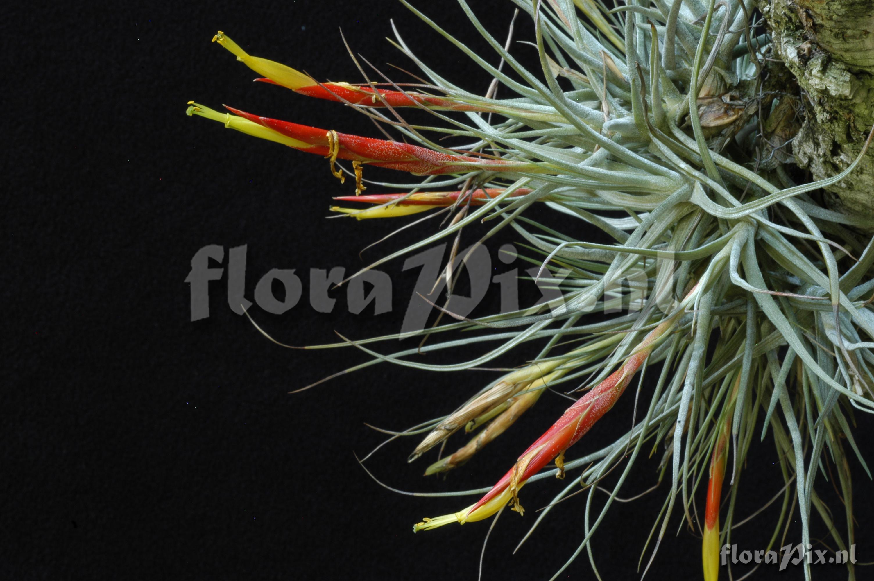 Tillandsia schiedeana