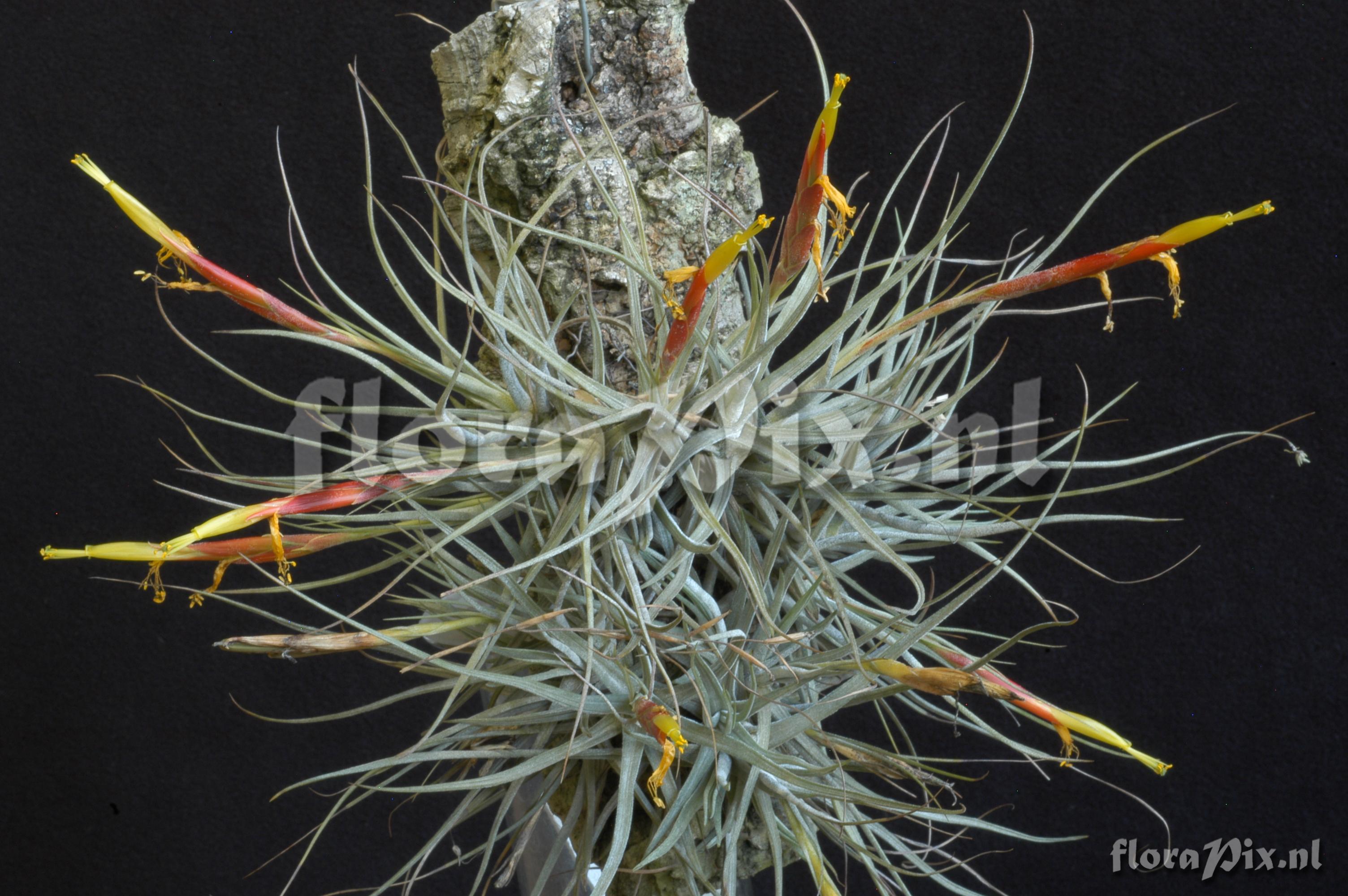 Tillandsia schiedeana