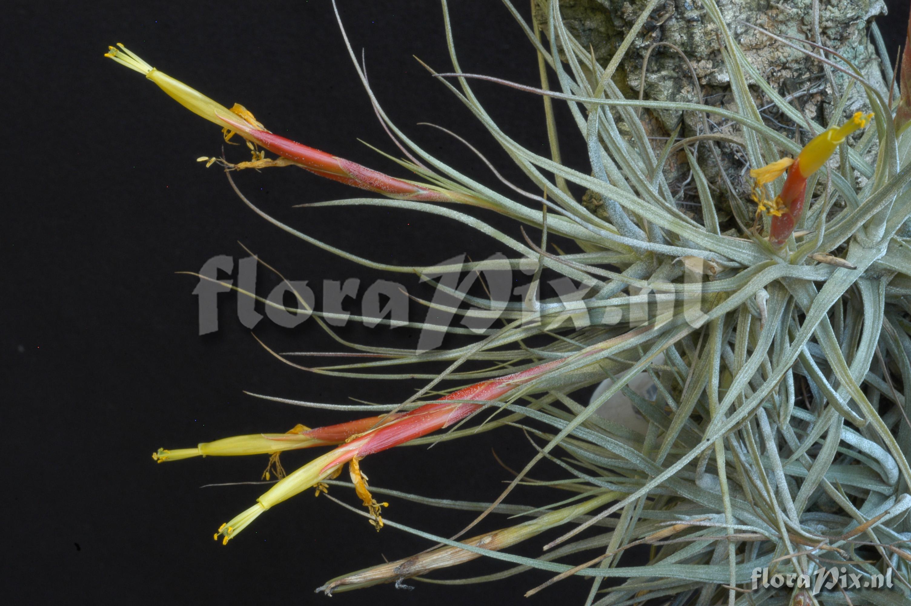 Tillandsia schiedeana