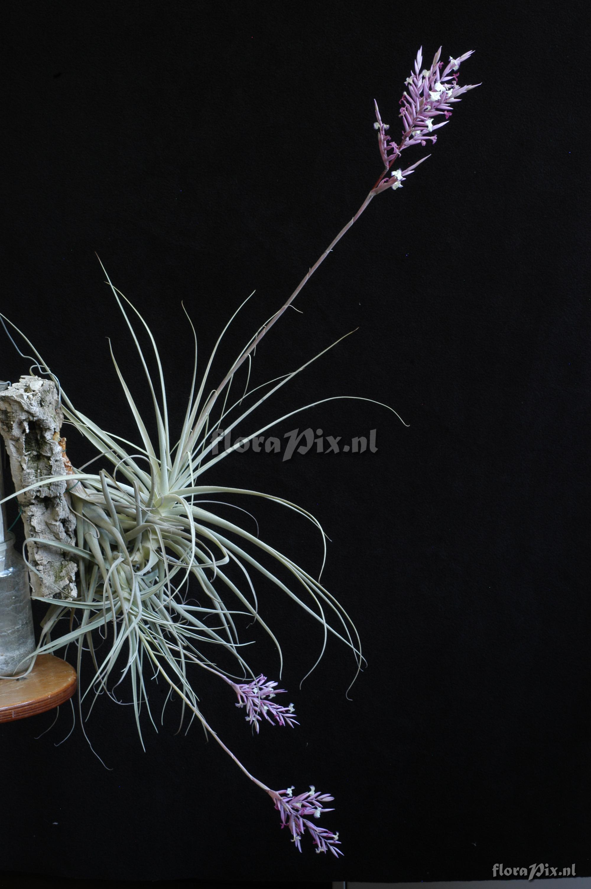 Tillandsia straminea