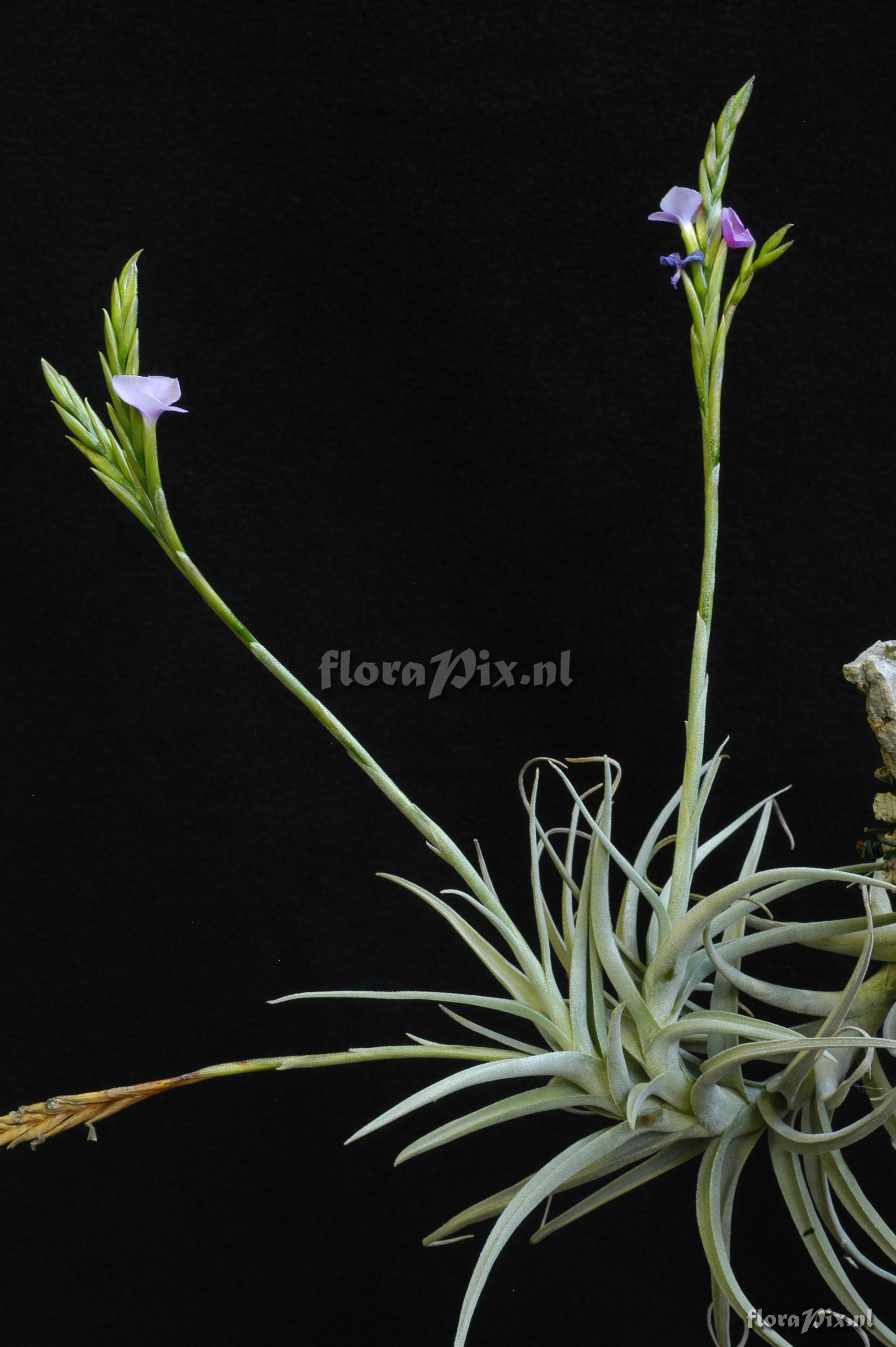 Tillandsia streptocarpa