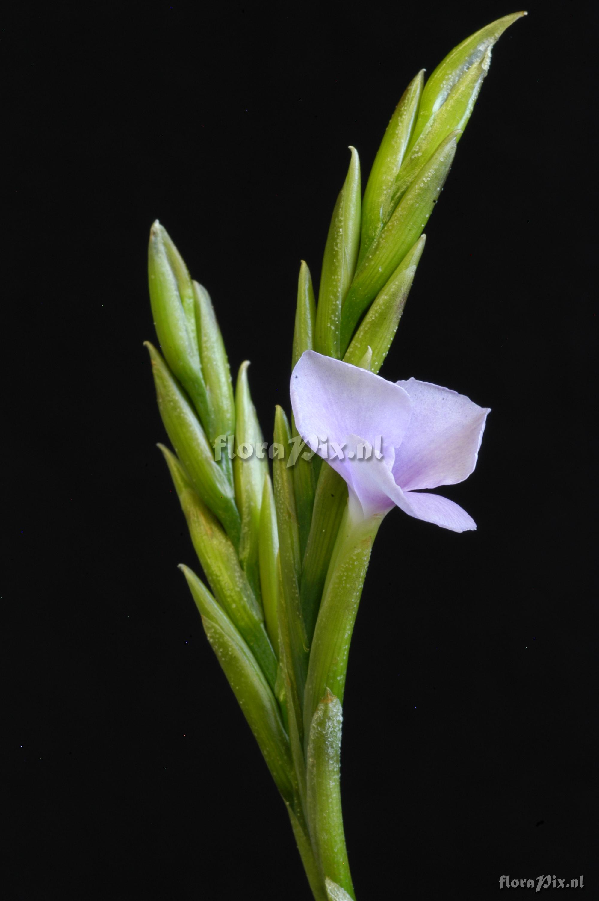 Tillandsia streptocarpa