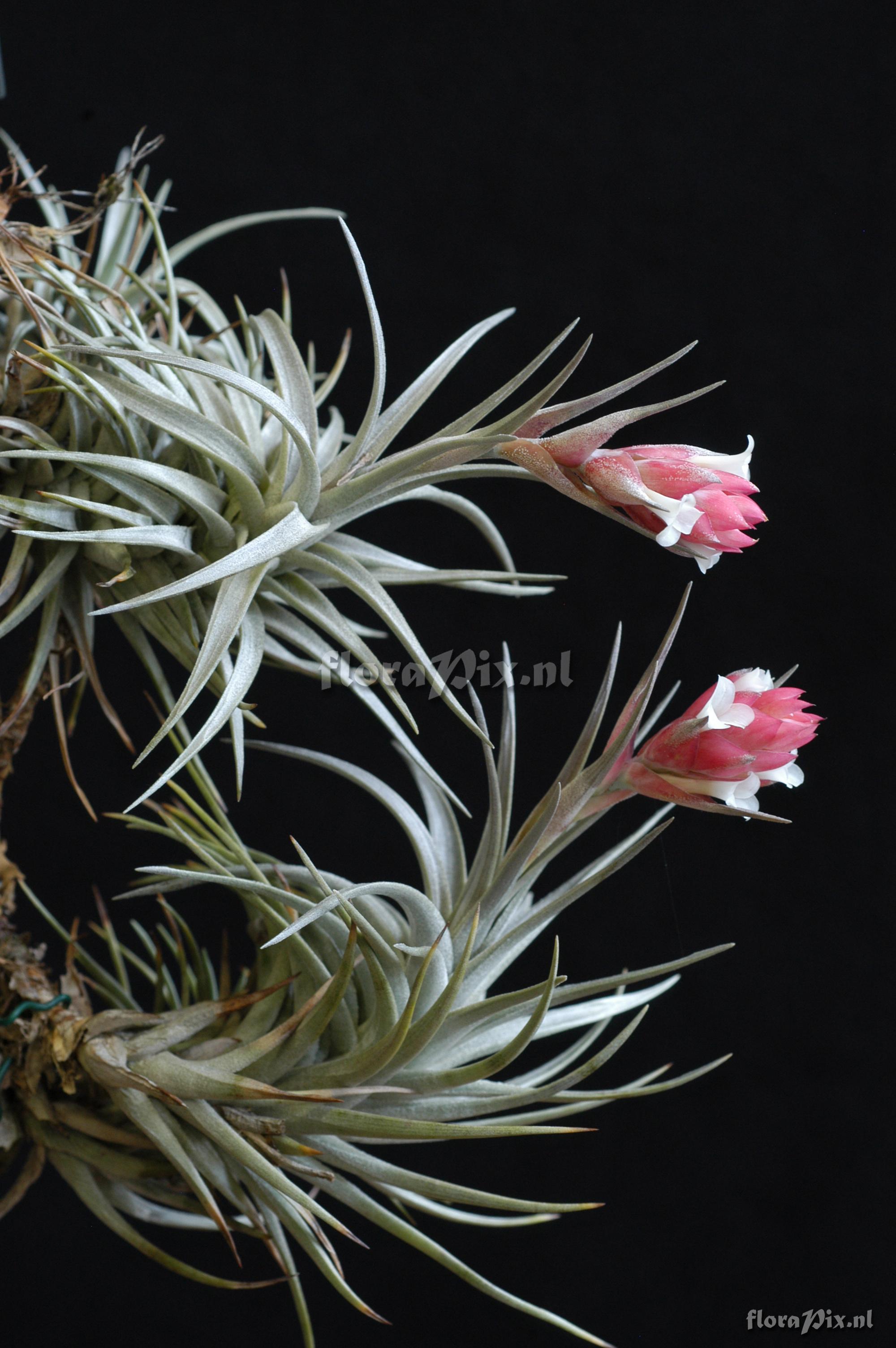 Tillandsia stricta aff. var. albifolia