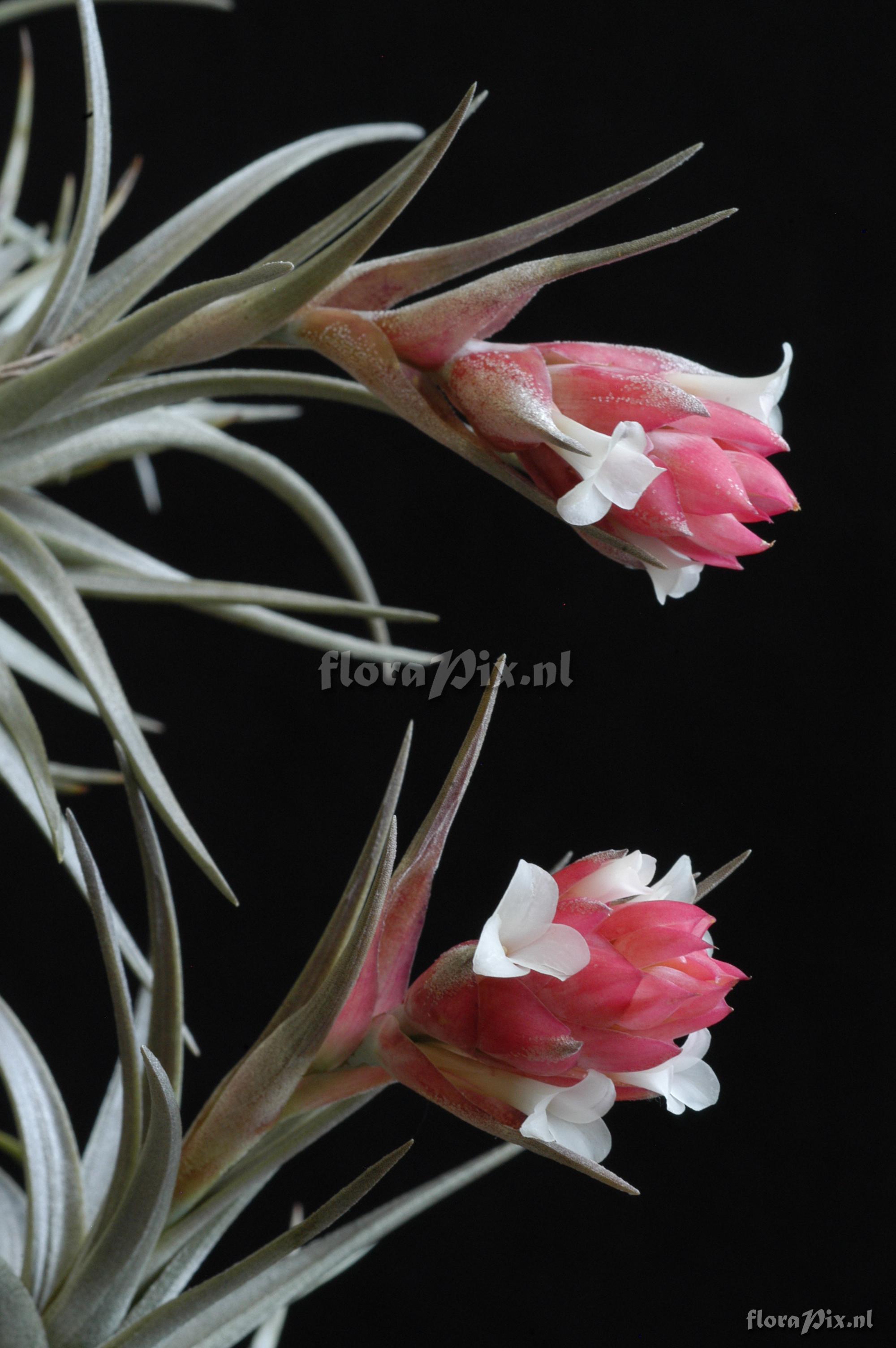 Tillandsia stricta aff. var. albifolia