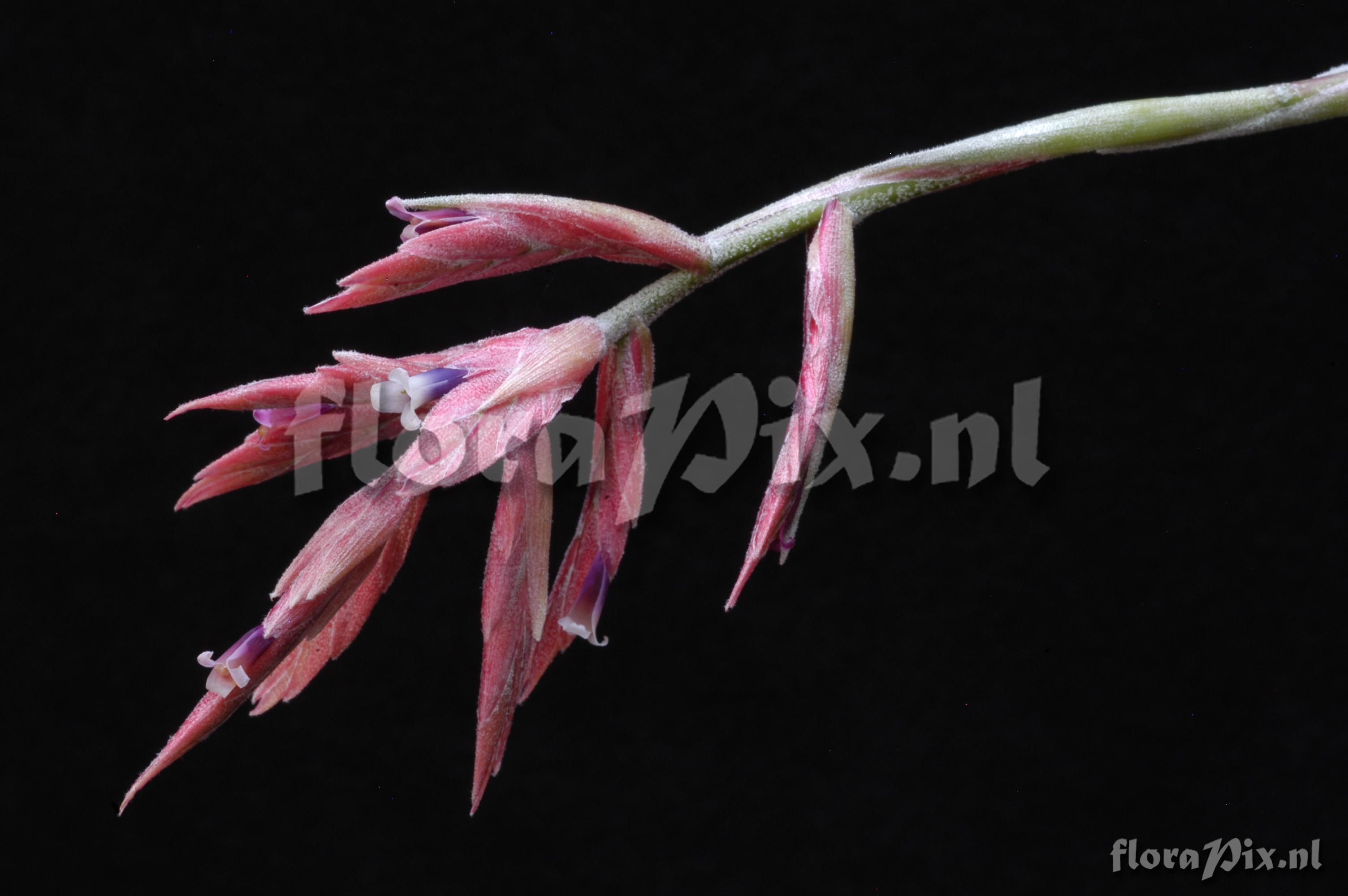 Tillandsia tectorum