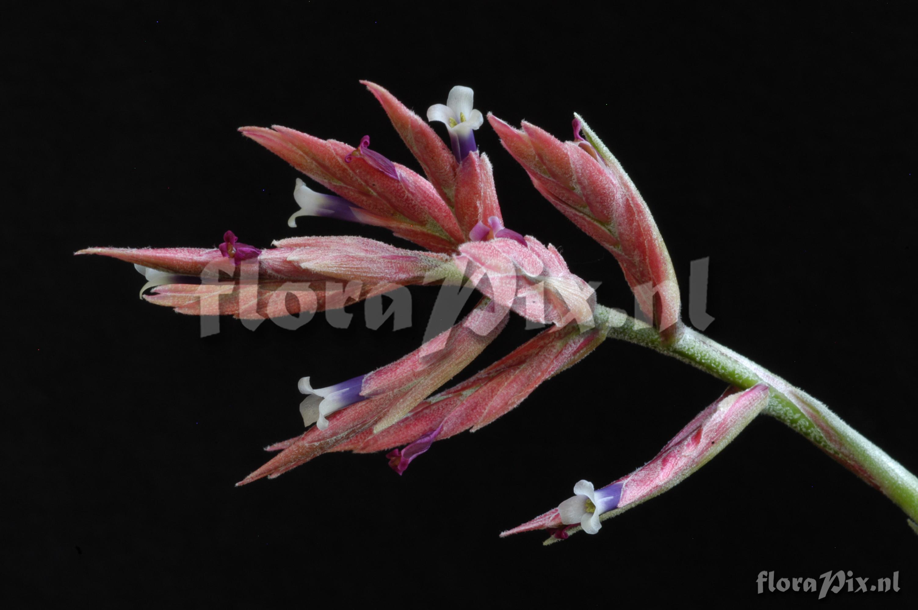 Tillandsia tectorum