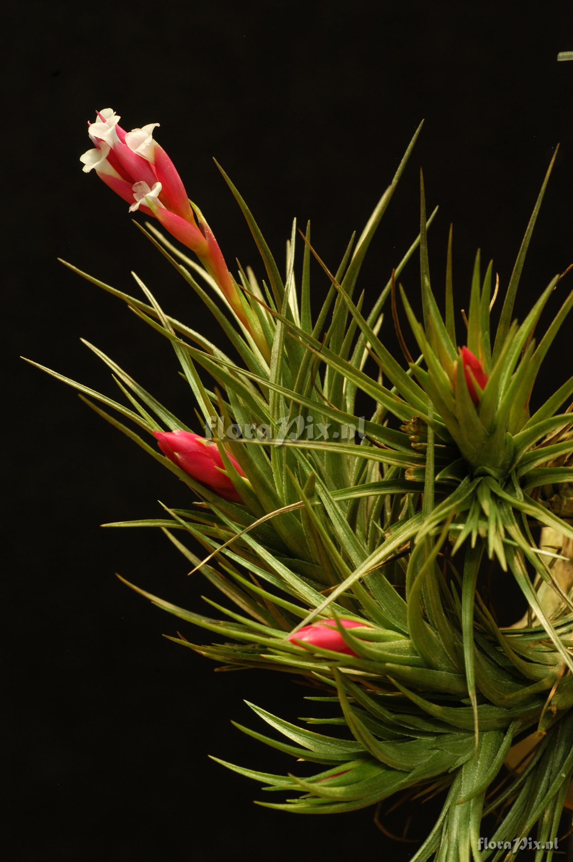 Tillandsia tenuifolia