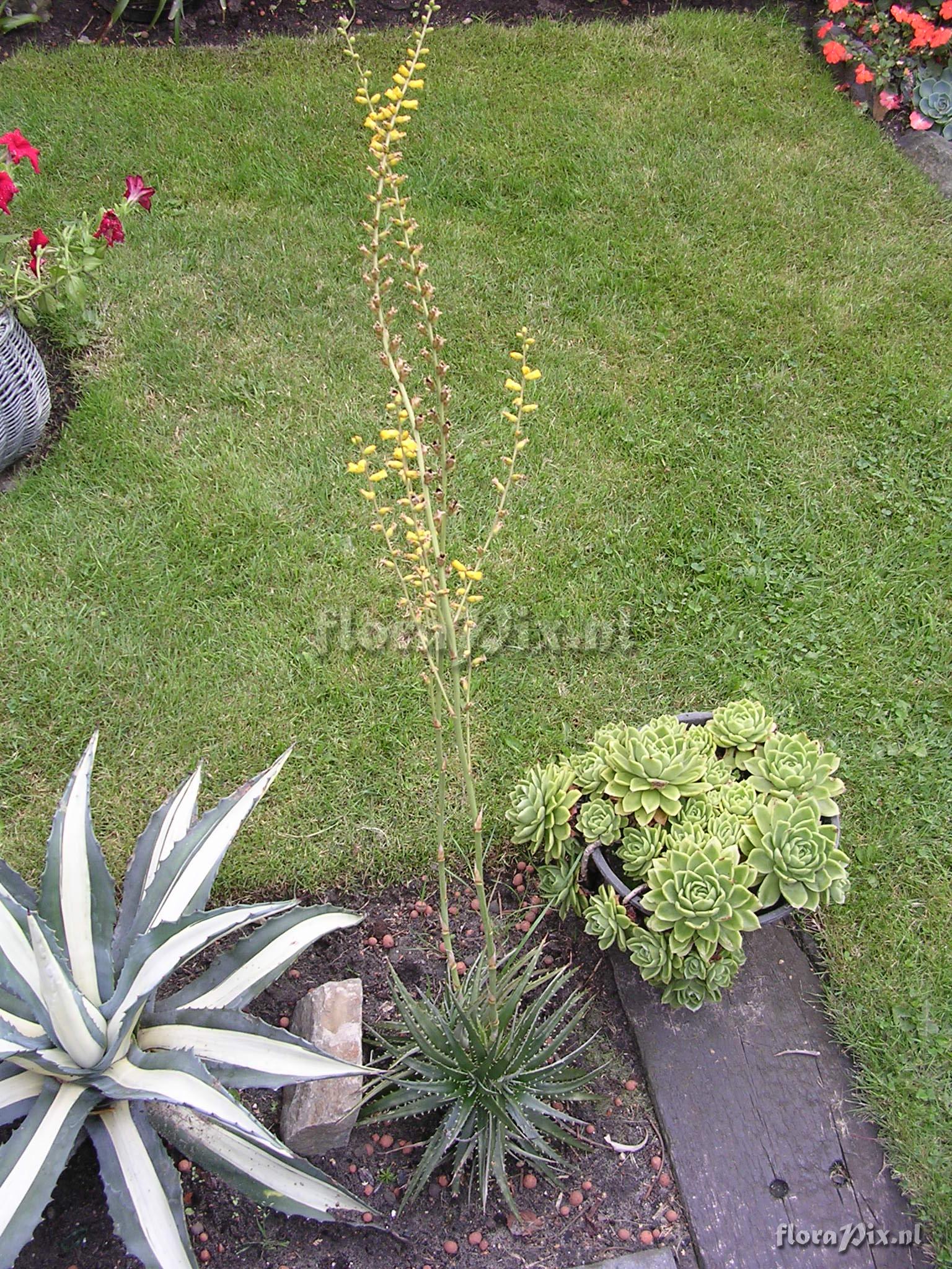 Dyckia maritima