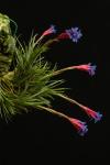Tillandsia tenuifolia subsp. aeranthos