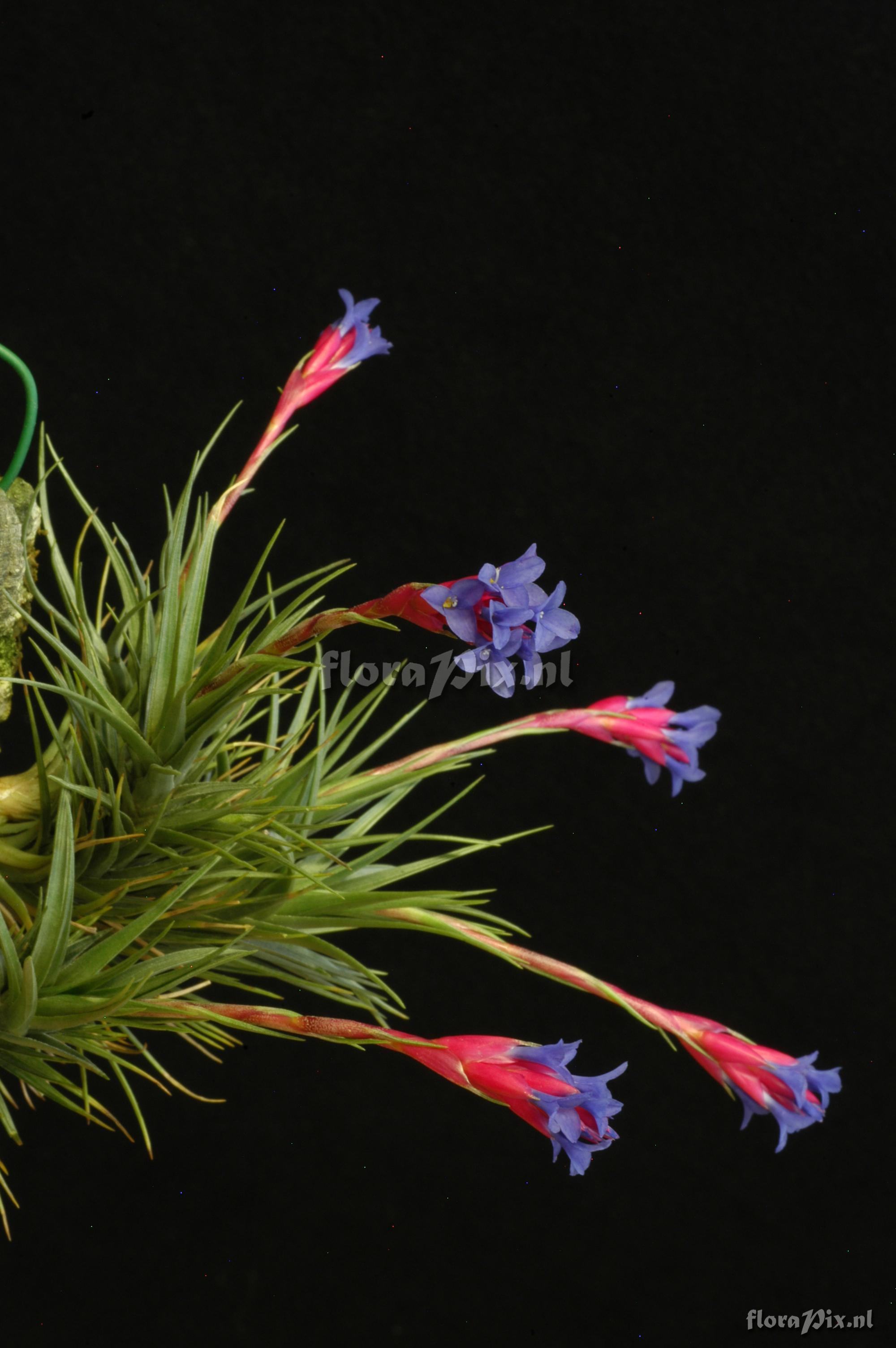 Tillandsia tenuifolia subsp. aeranthos