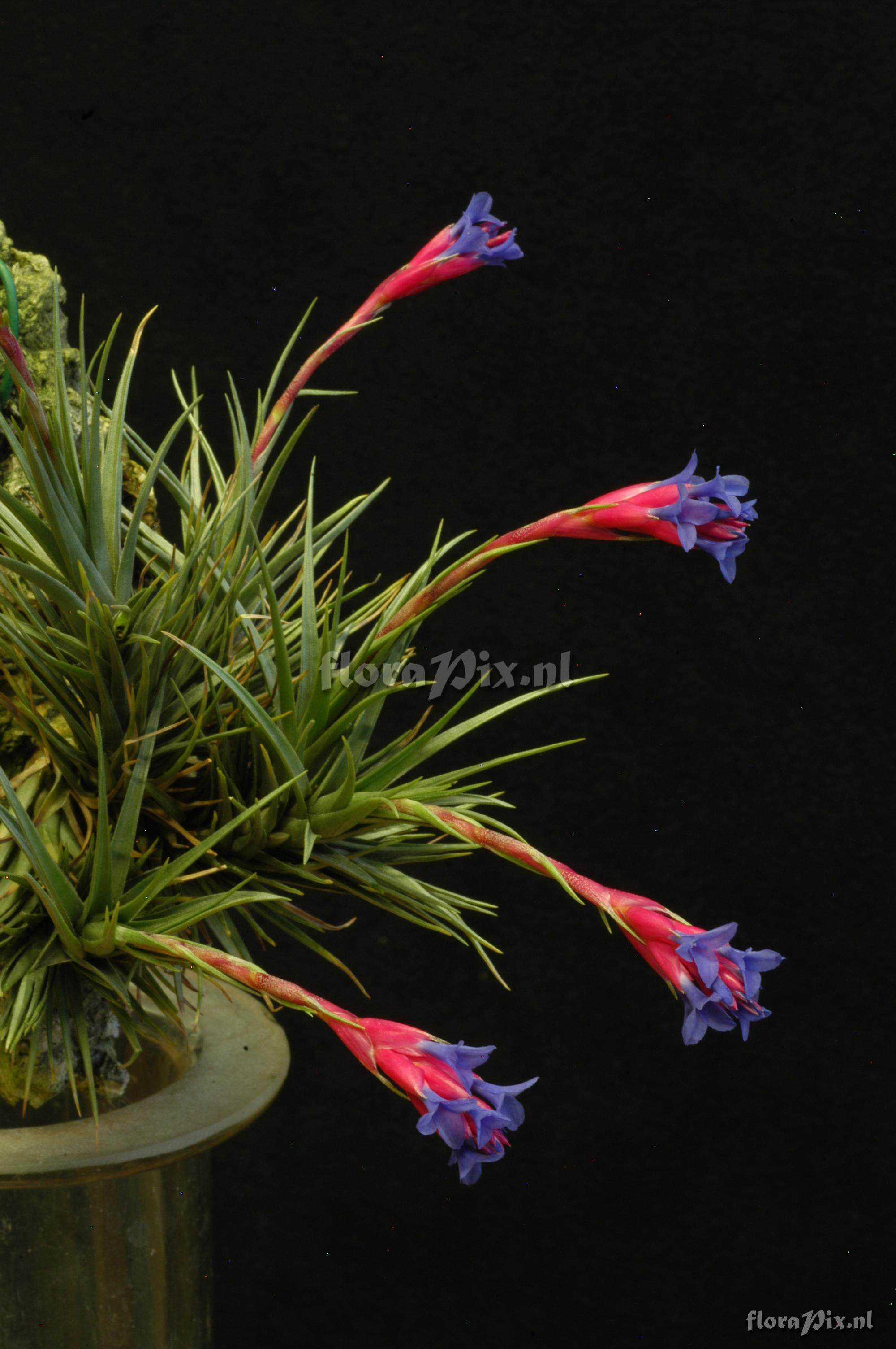 Tillandsia tenuifolia subsp. aeranthos