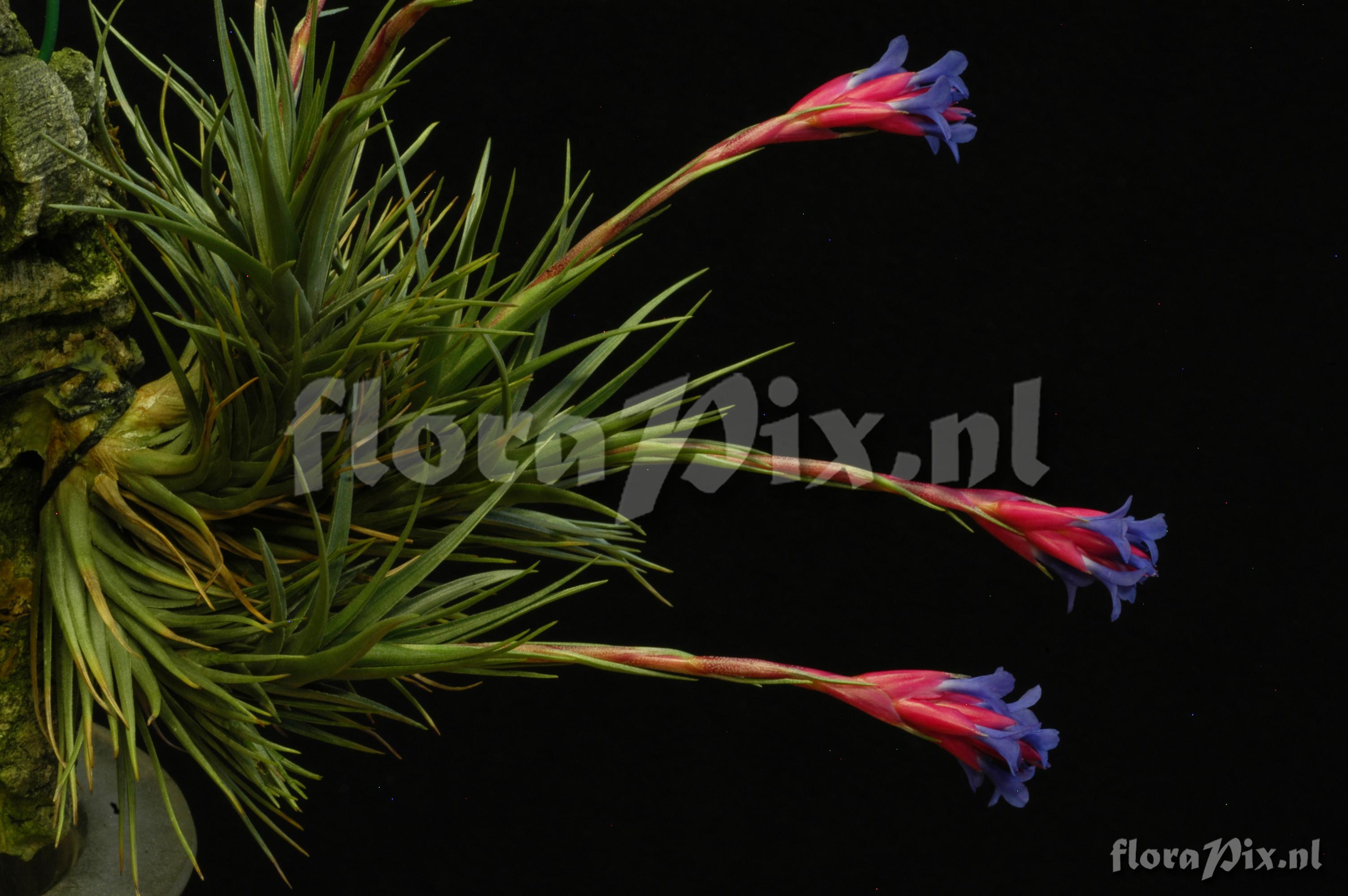 Tillandsia tenuifolia subsp. aeranthos