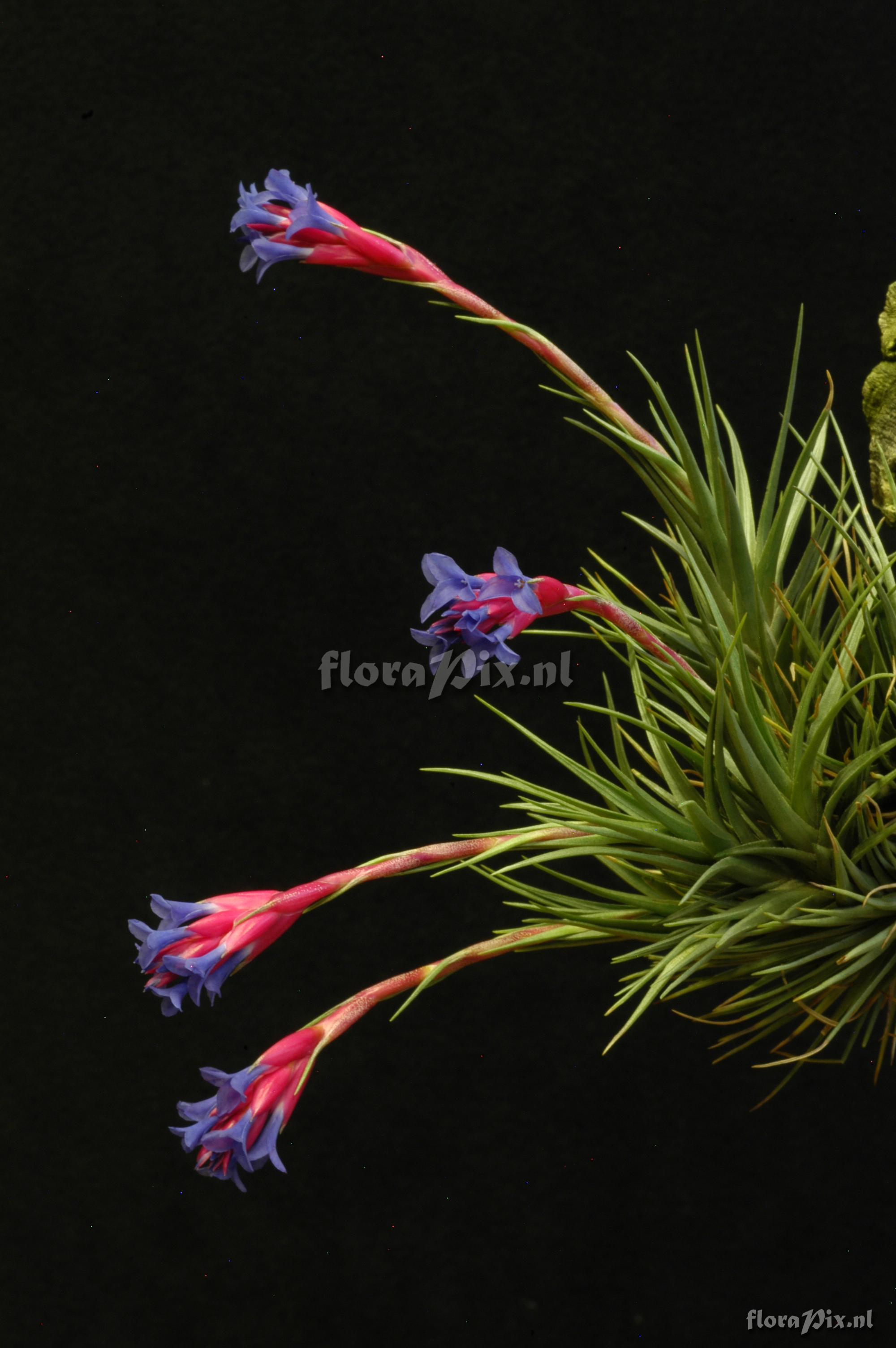 Tillandsia tenuifolia subsp. aeranthos