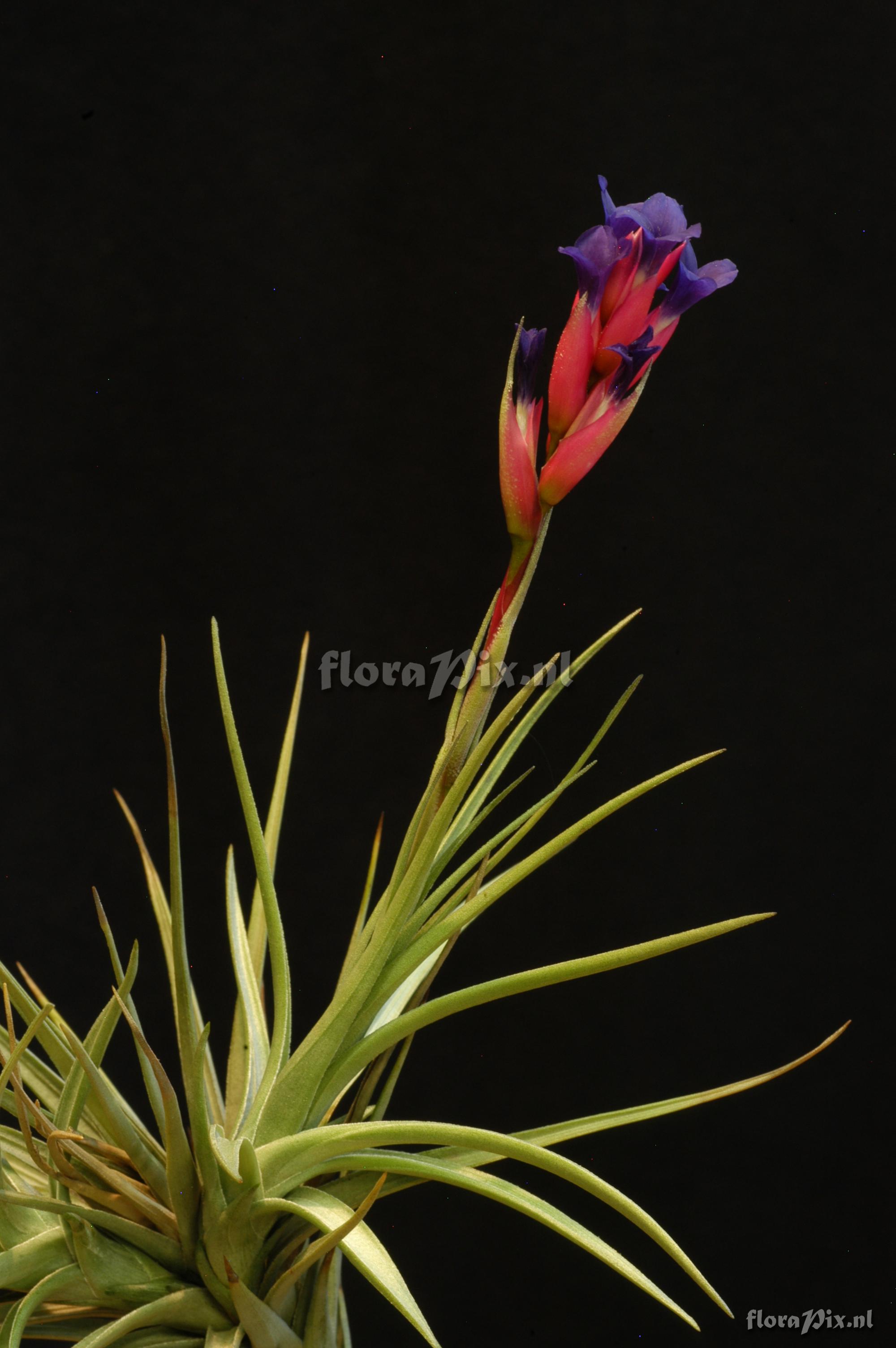 Tillandsia tenuifolia subsp. aeranthos