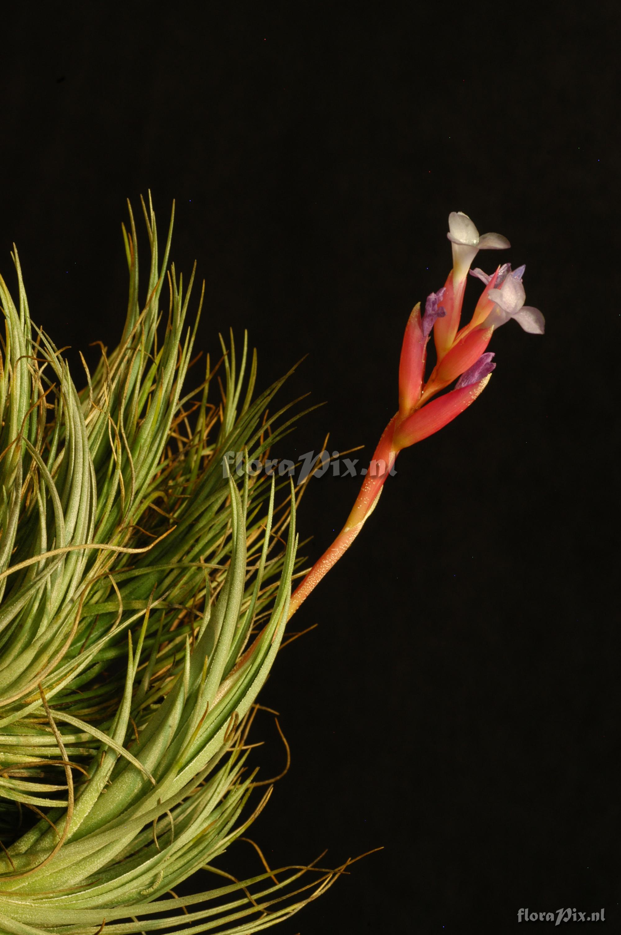 Tillandsia tenuifolia var. tenuifolia