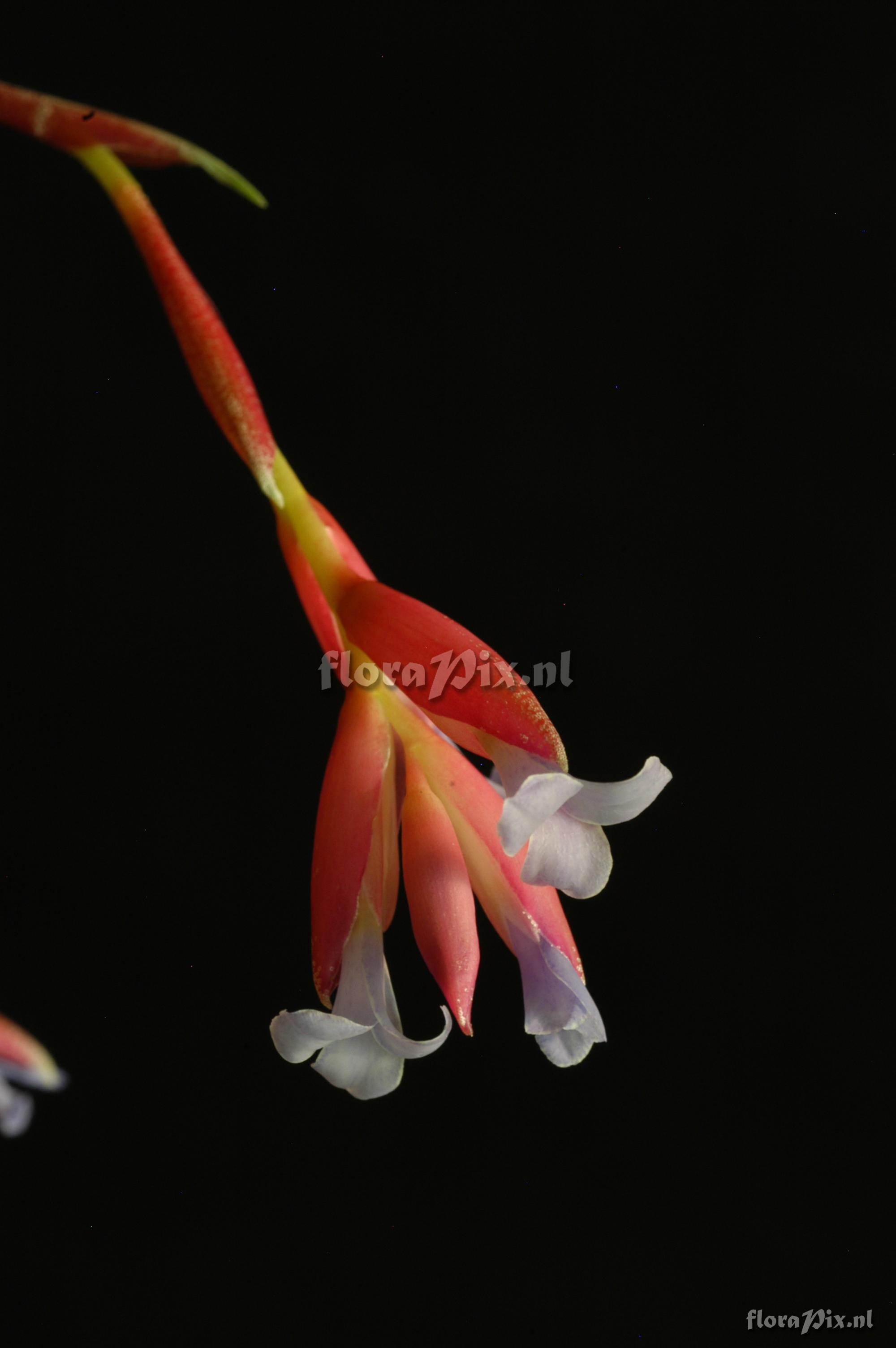 Tillandsia tenuifolia var. tenuifolia