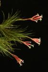 Tillandsia tenuifolia var. tenuifolia