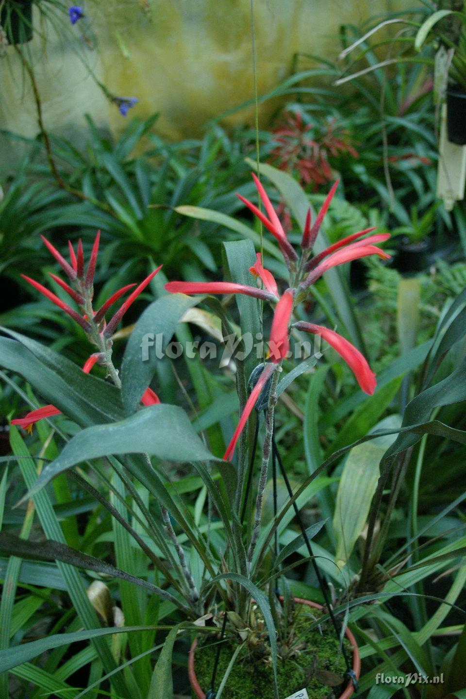 Pitcairnia erratic syn riparia