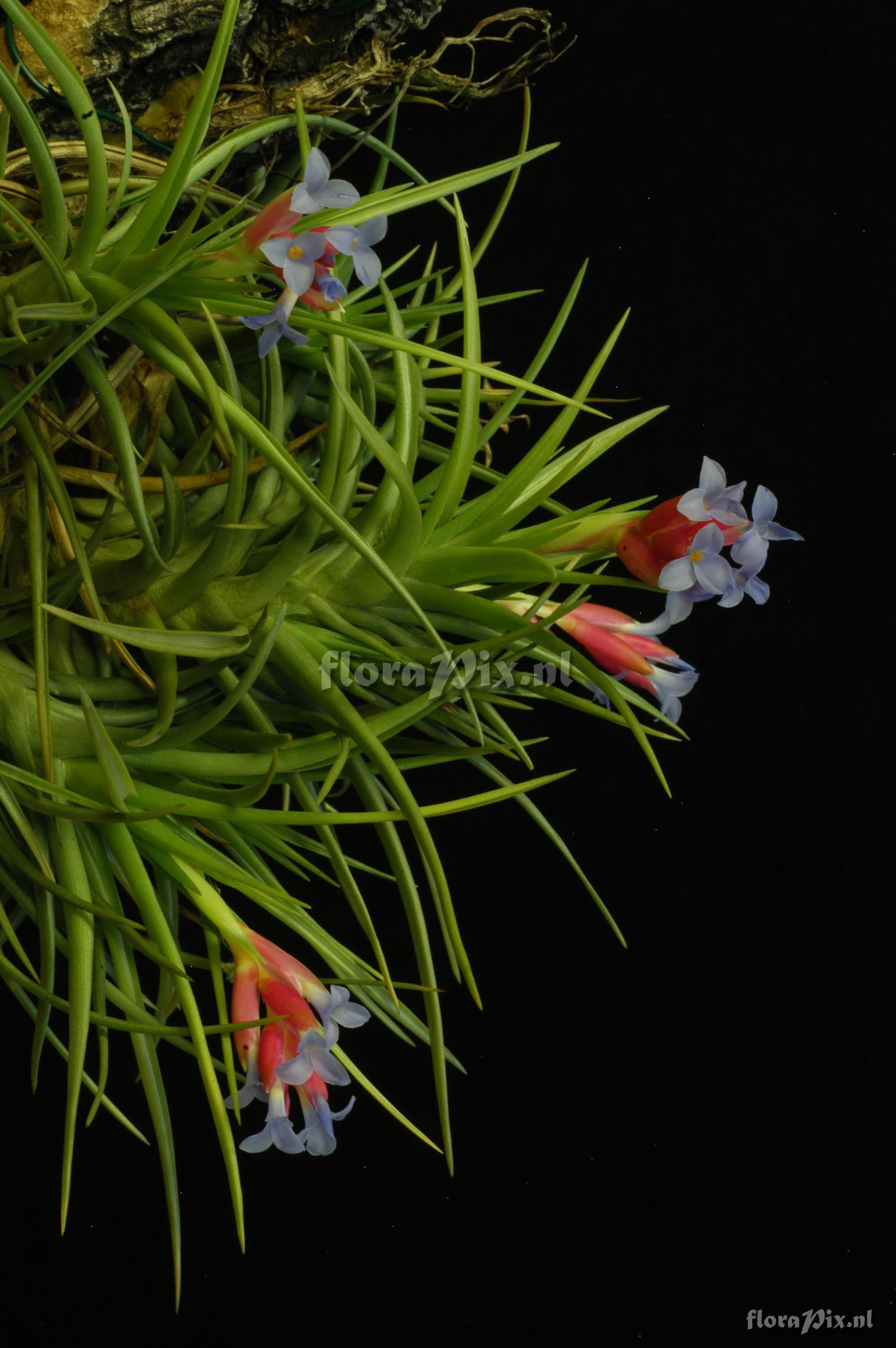 Tillandsia tenuifolia var. tenuifolia