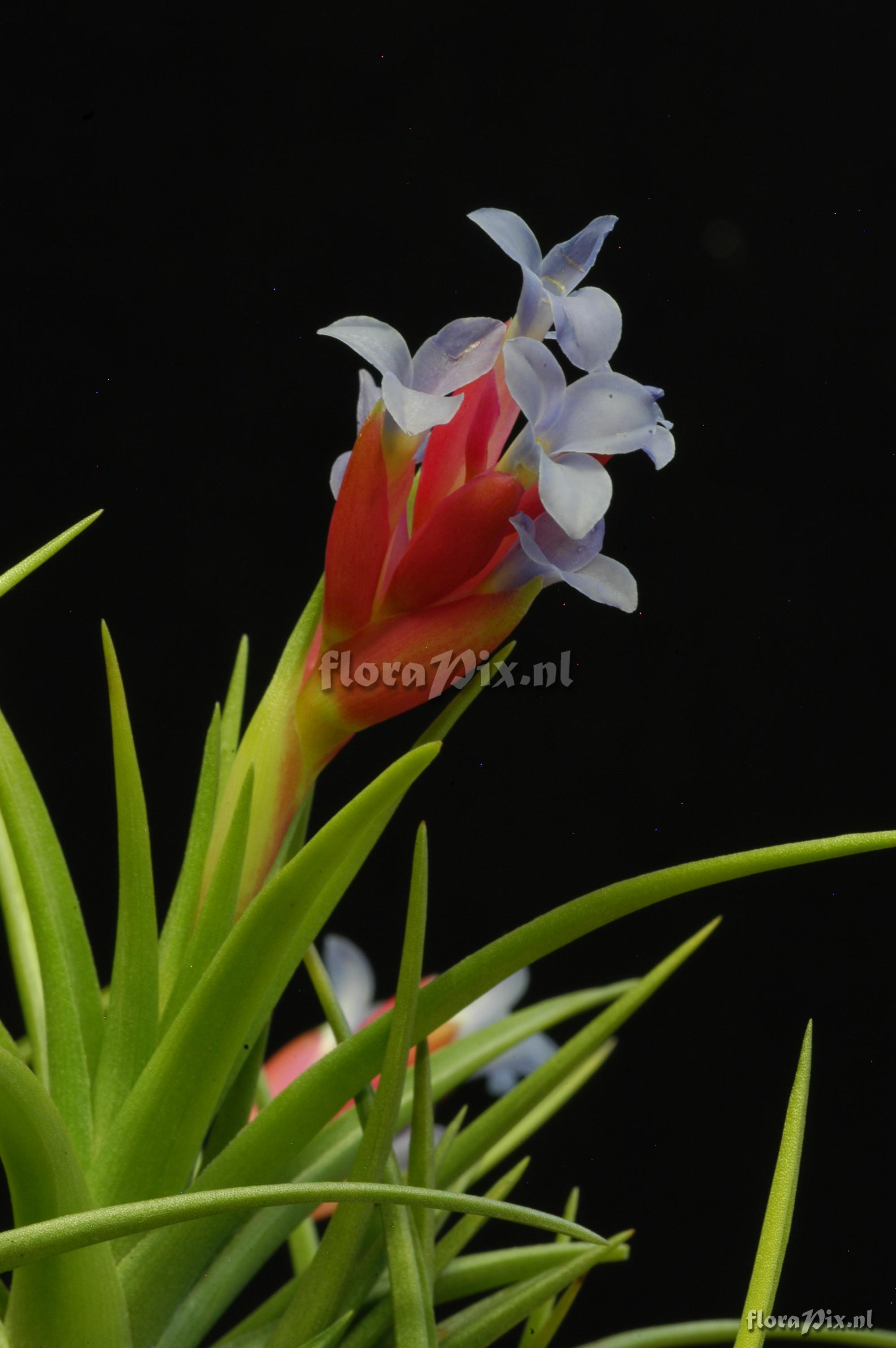 Tillandsia tenuifolia var. tenuifolia