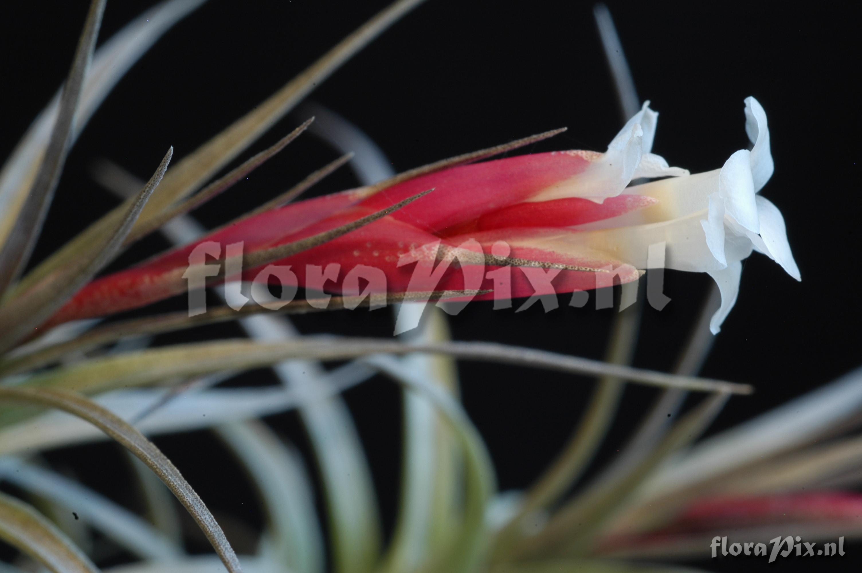 Tillandsia tenuifolia var. vaginata