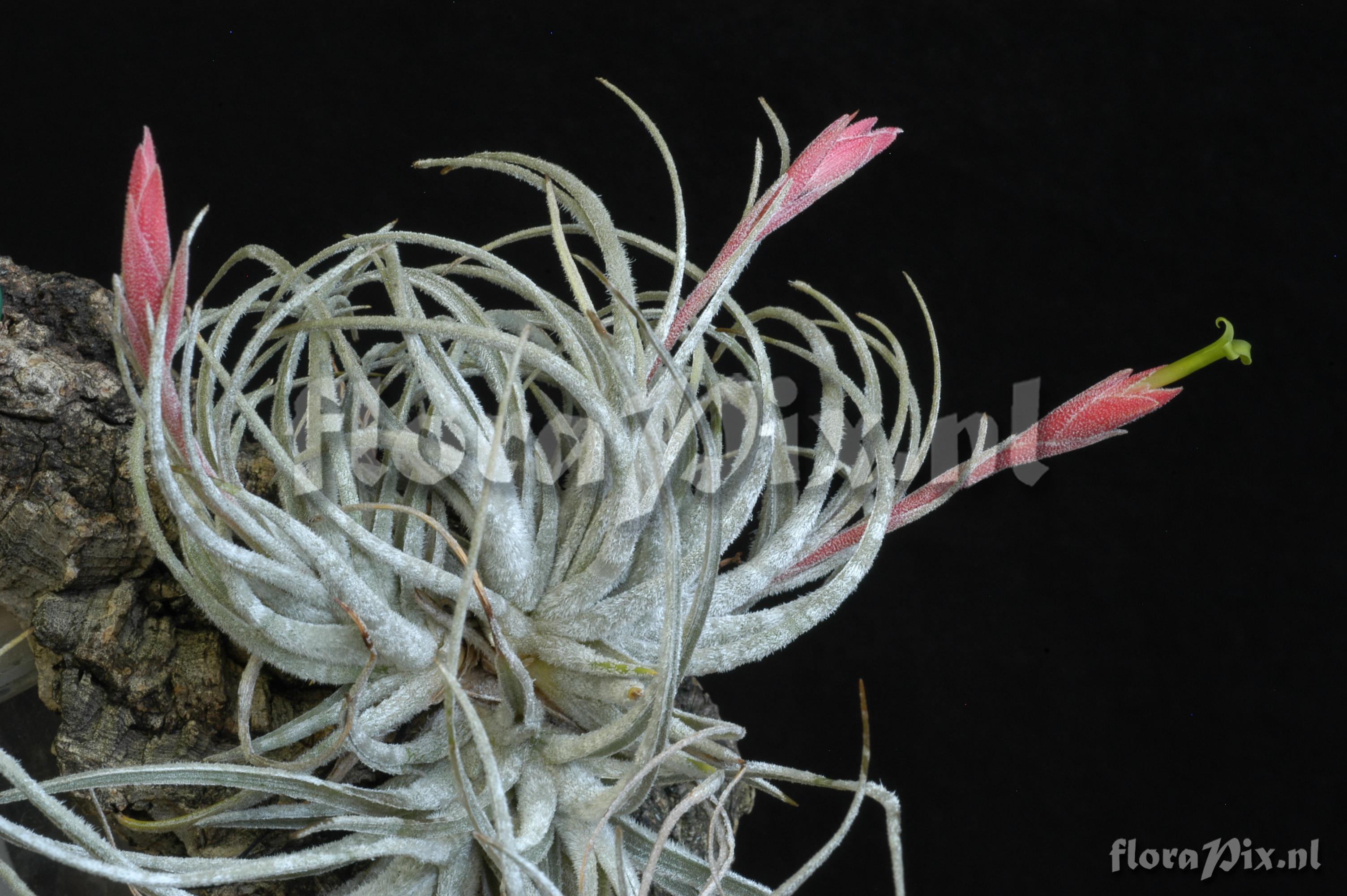 Tillandsia tortilis subsp. curvifolia