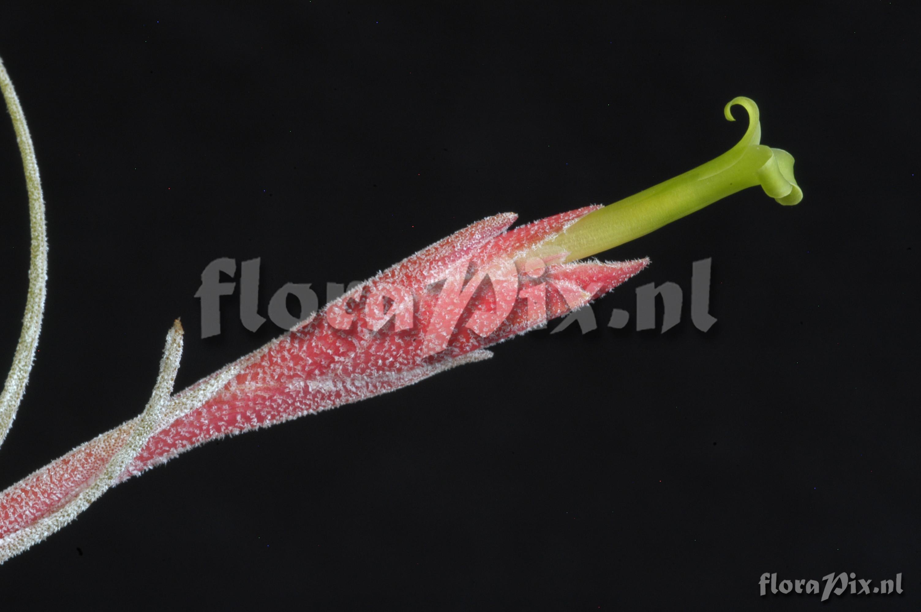Tillandsia tortilis subsp. curvifolia