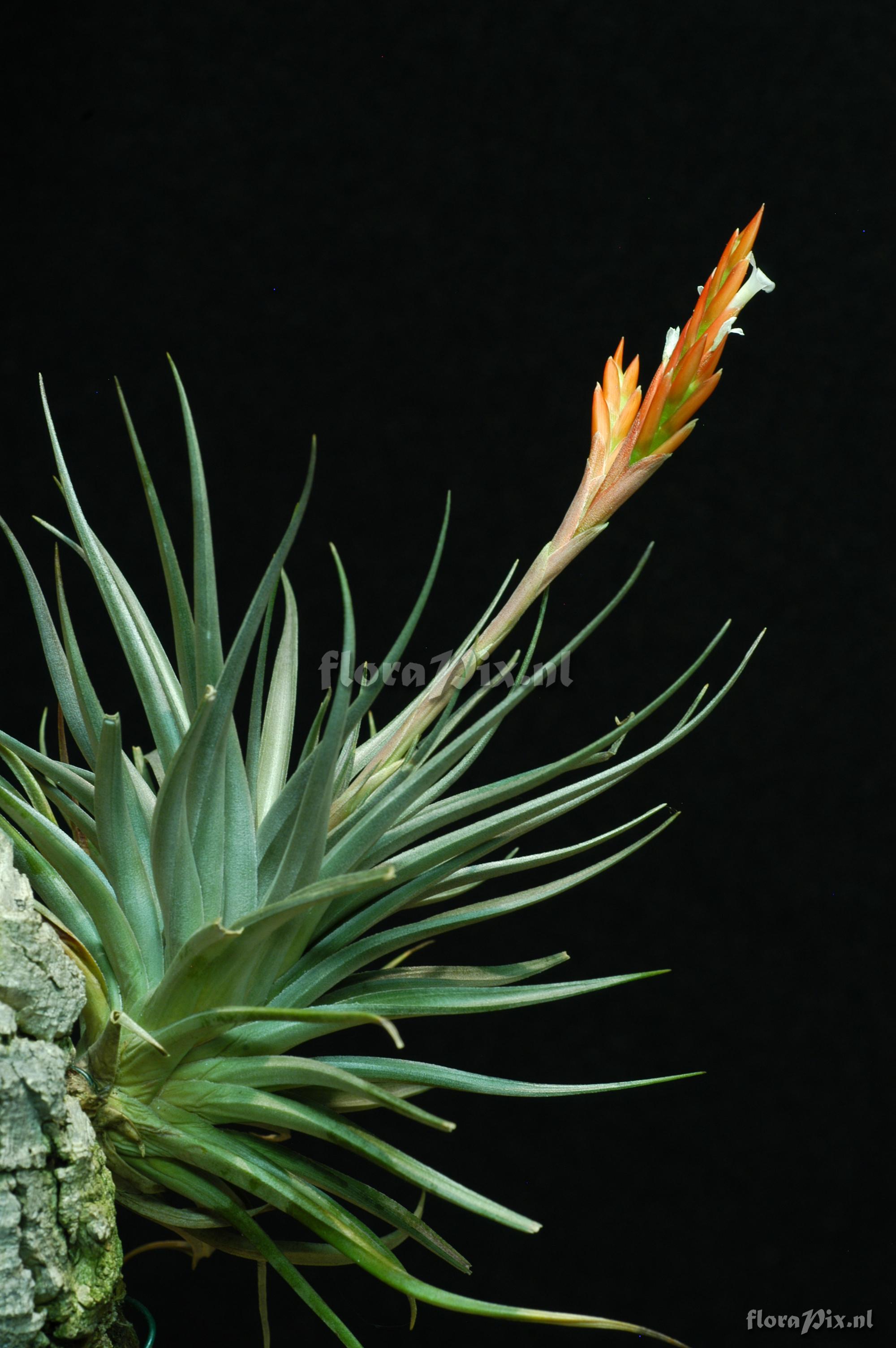 Tillandsia vernicosa