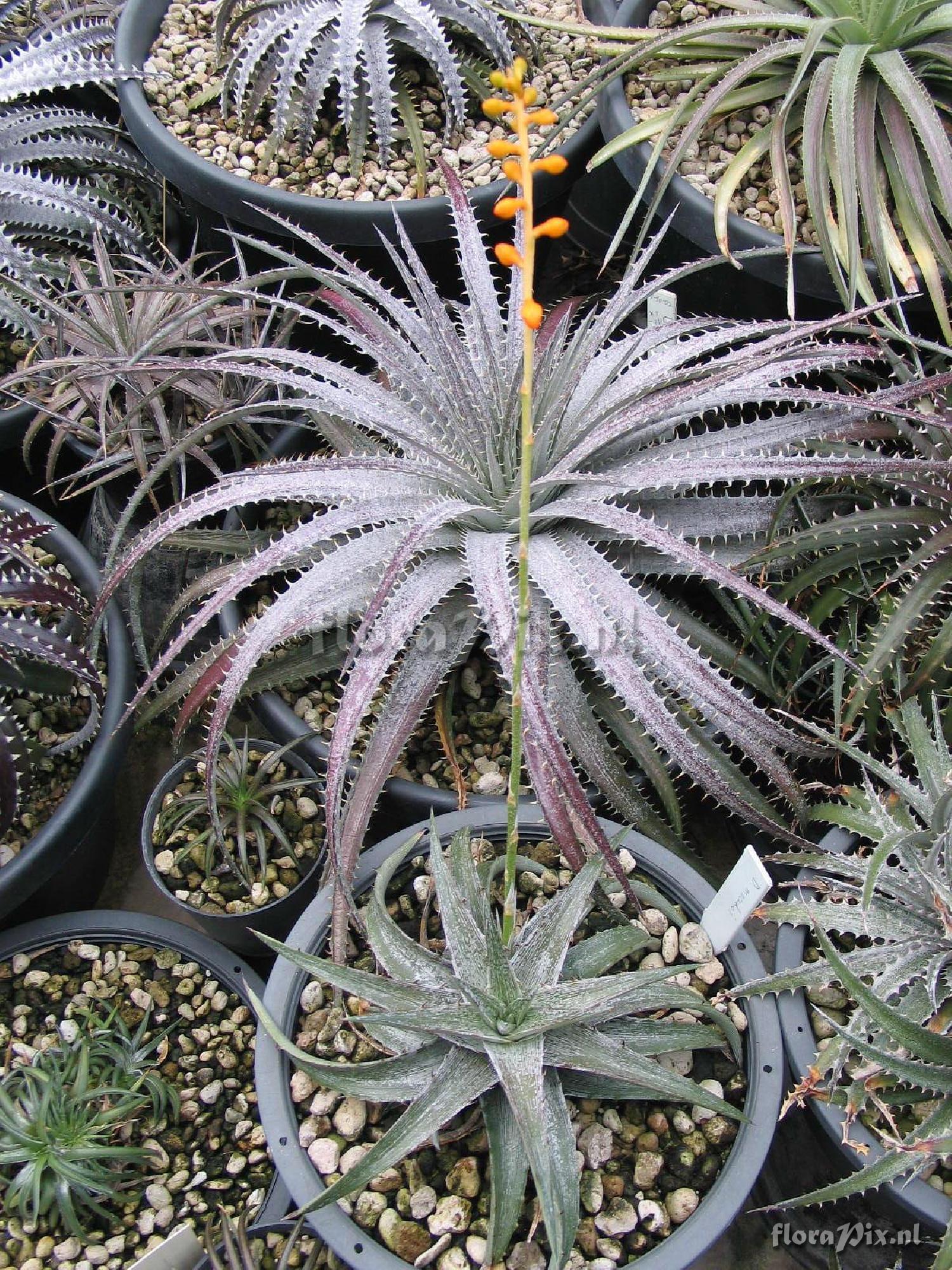 Dyckia macedoi