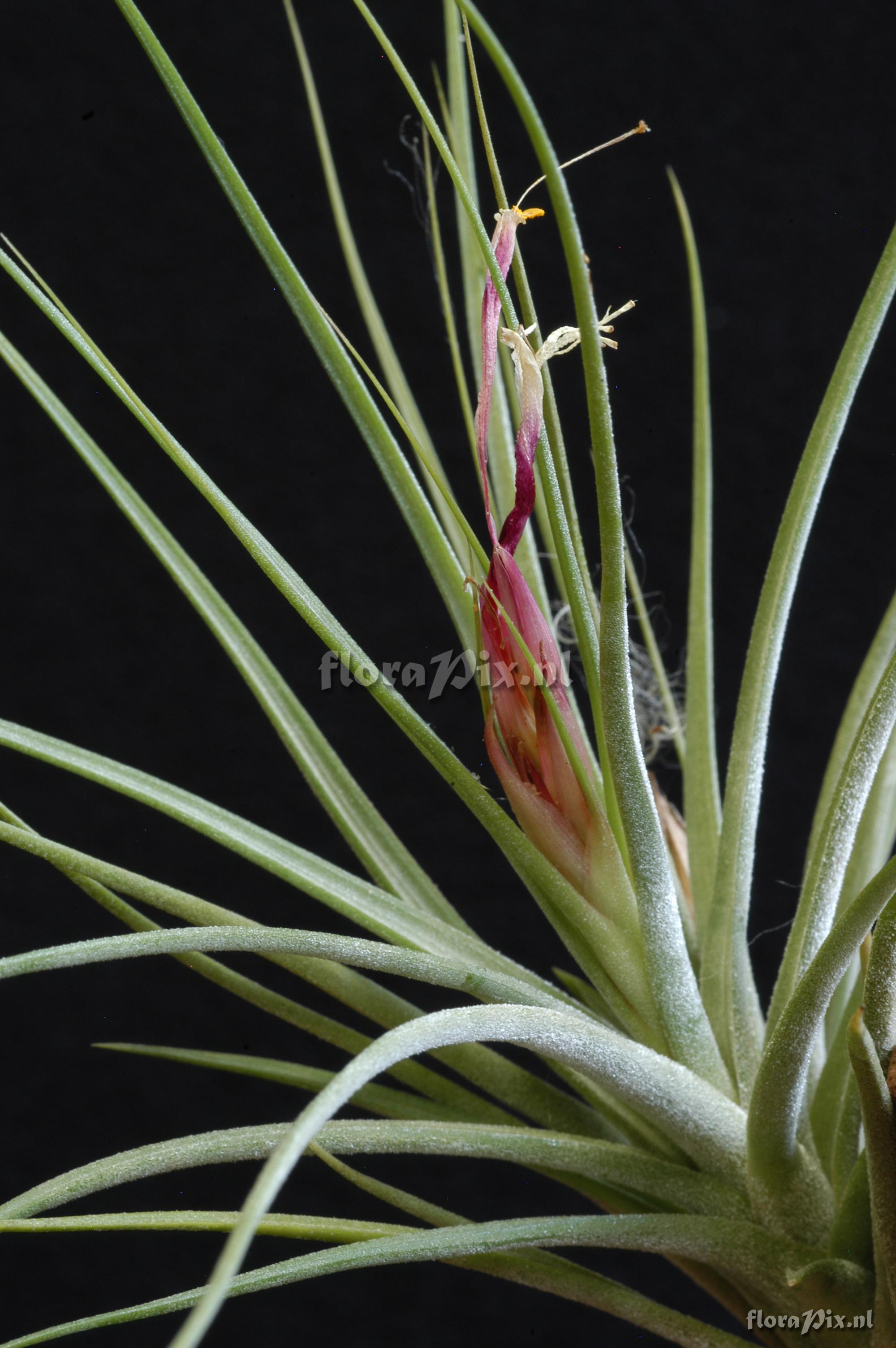 Tillandsia x rectifolia