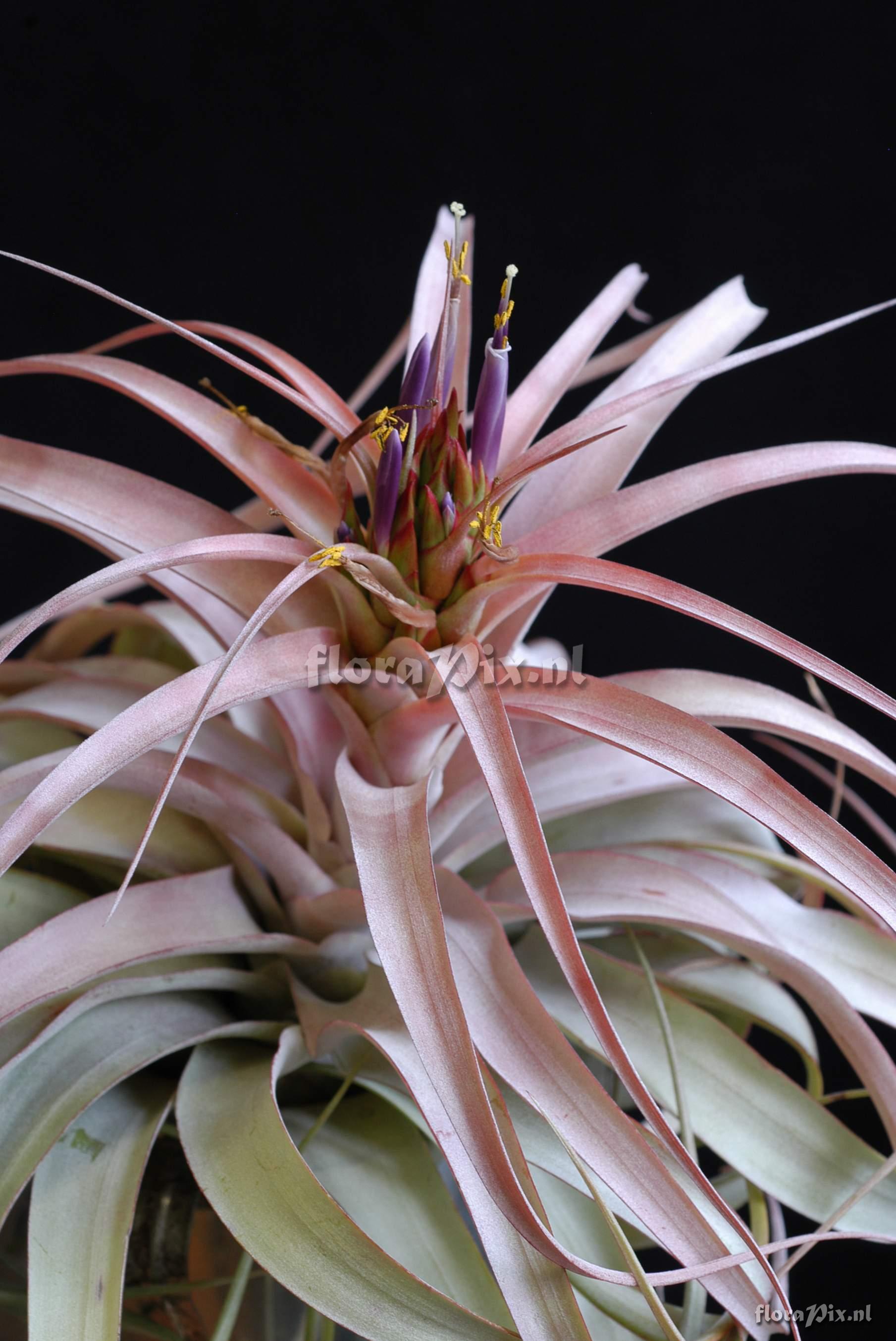 Tillandsia diaguitensis 2001GR01054