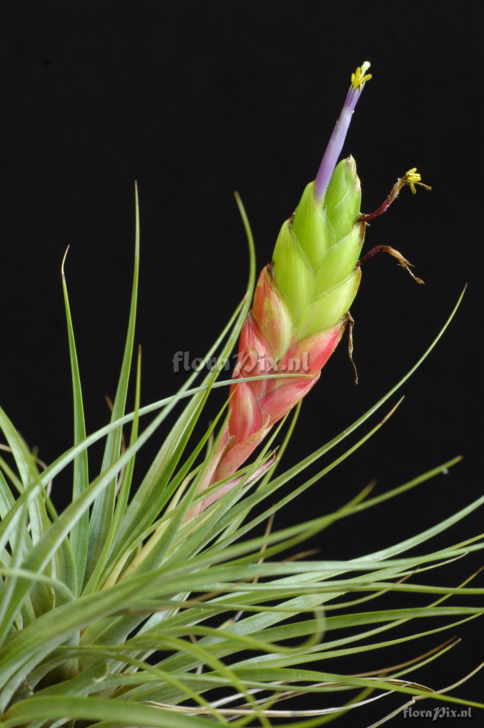 Tillandsia zoquensis