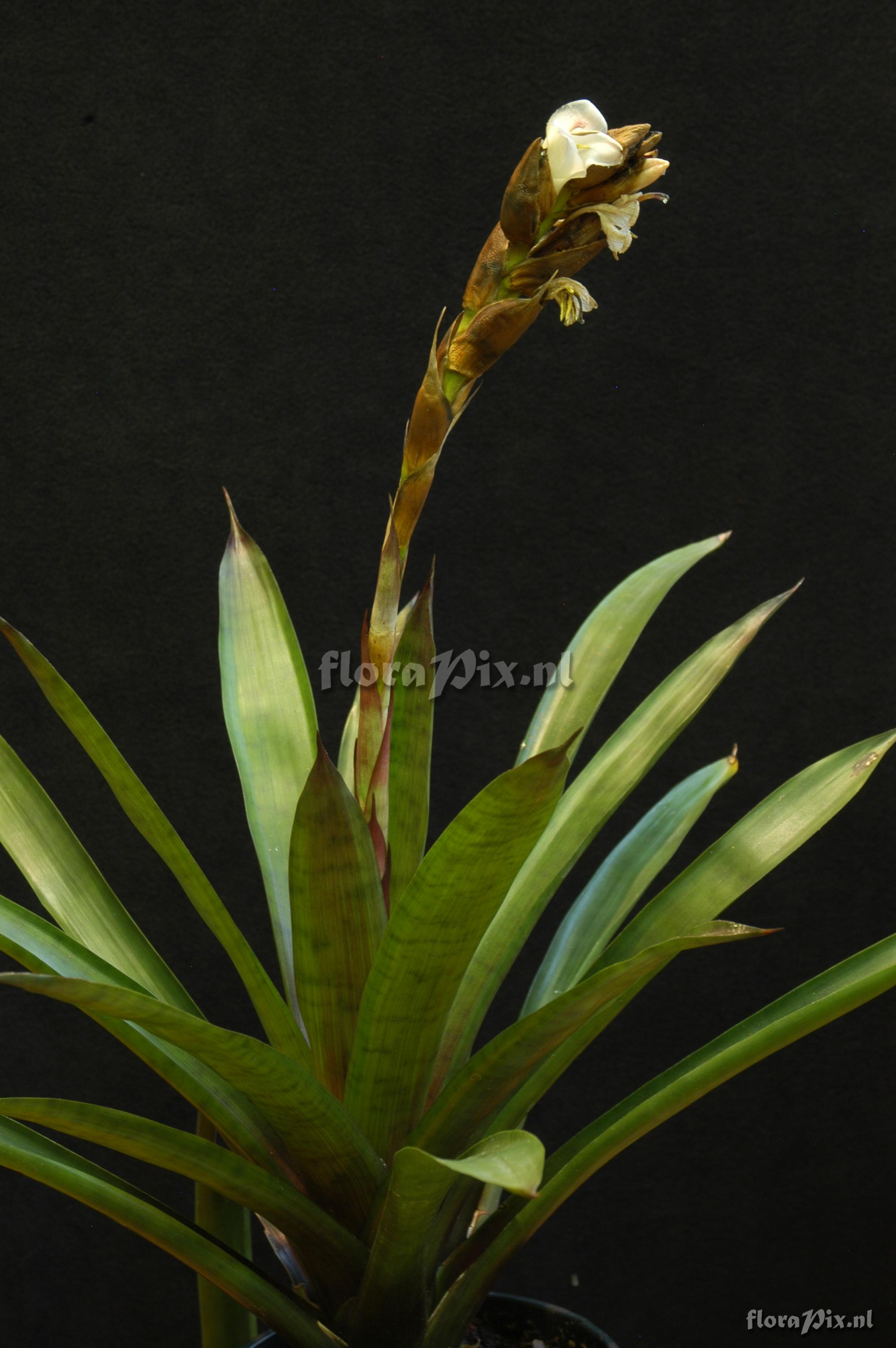 Werauhia aff. gladioliflora