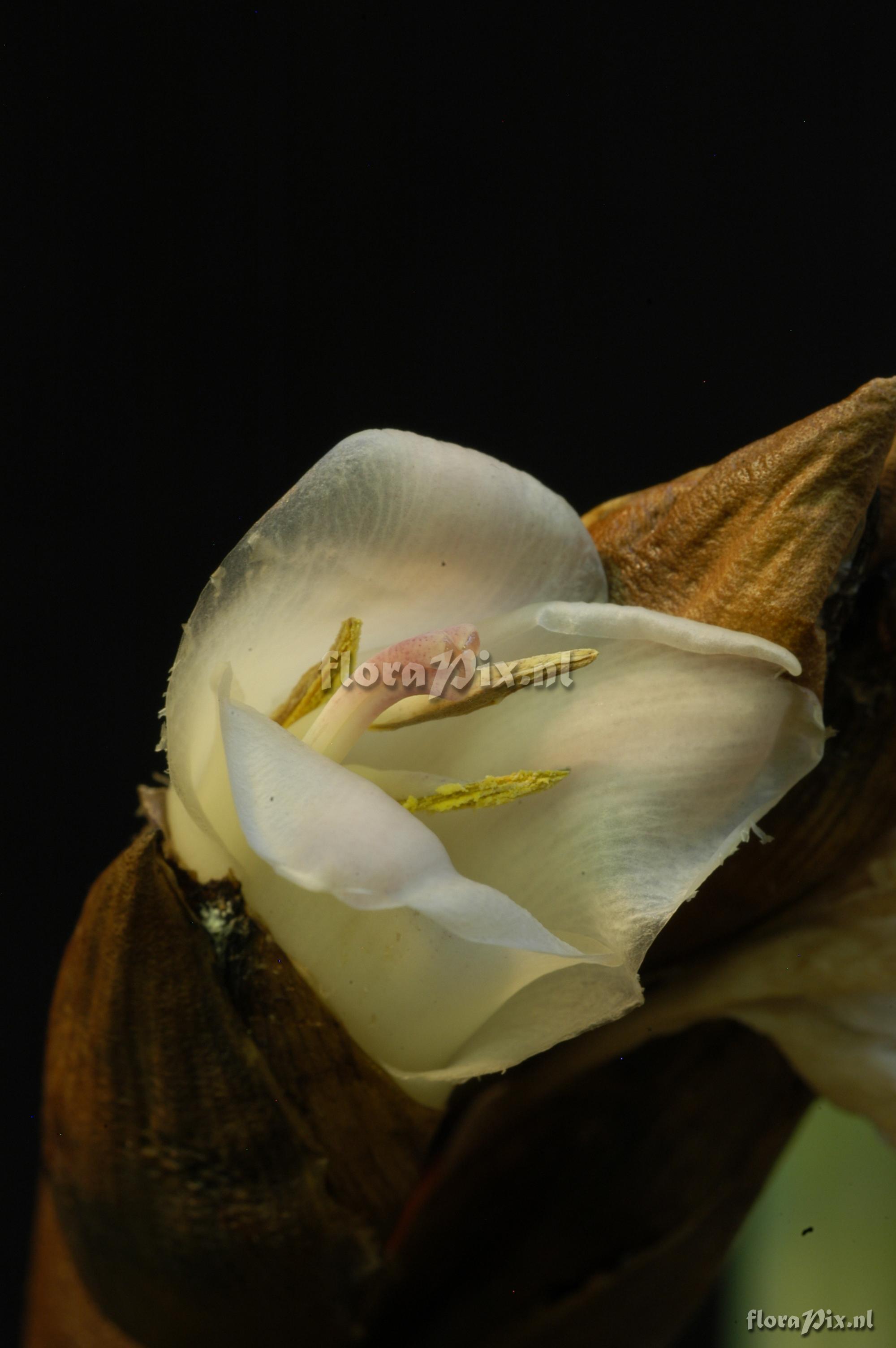 Werauhia aff. gladioliflora