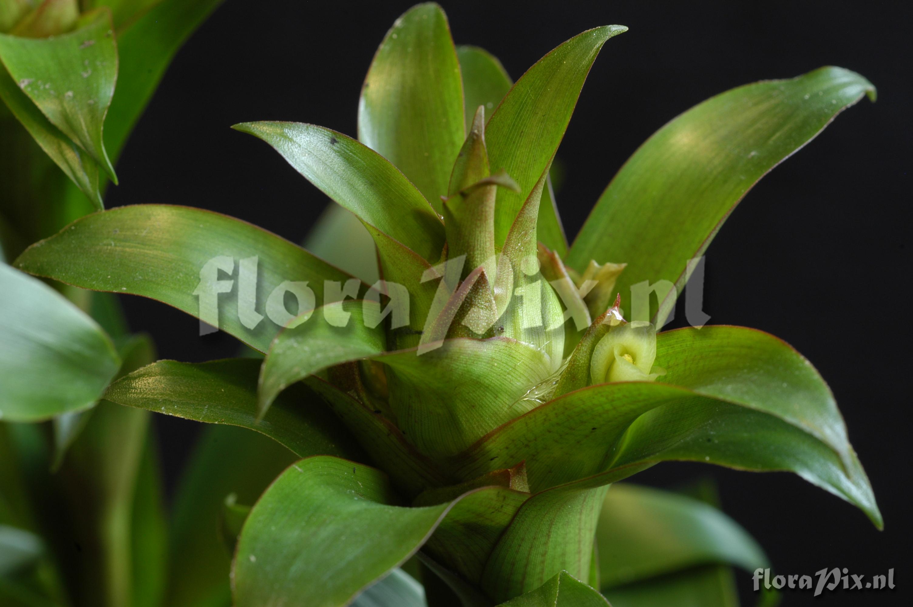 Werauhia notata