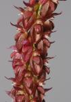 Bulbophyllum triste