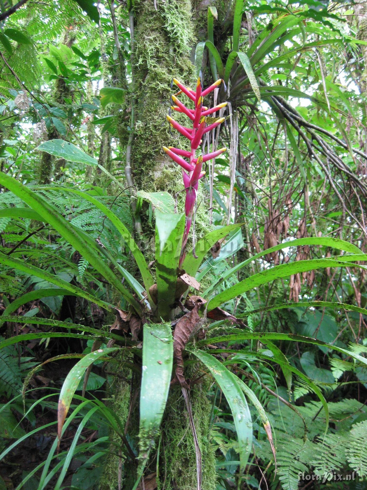 Guzmania rosea