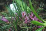 Dendrobium hellwigianum